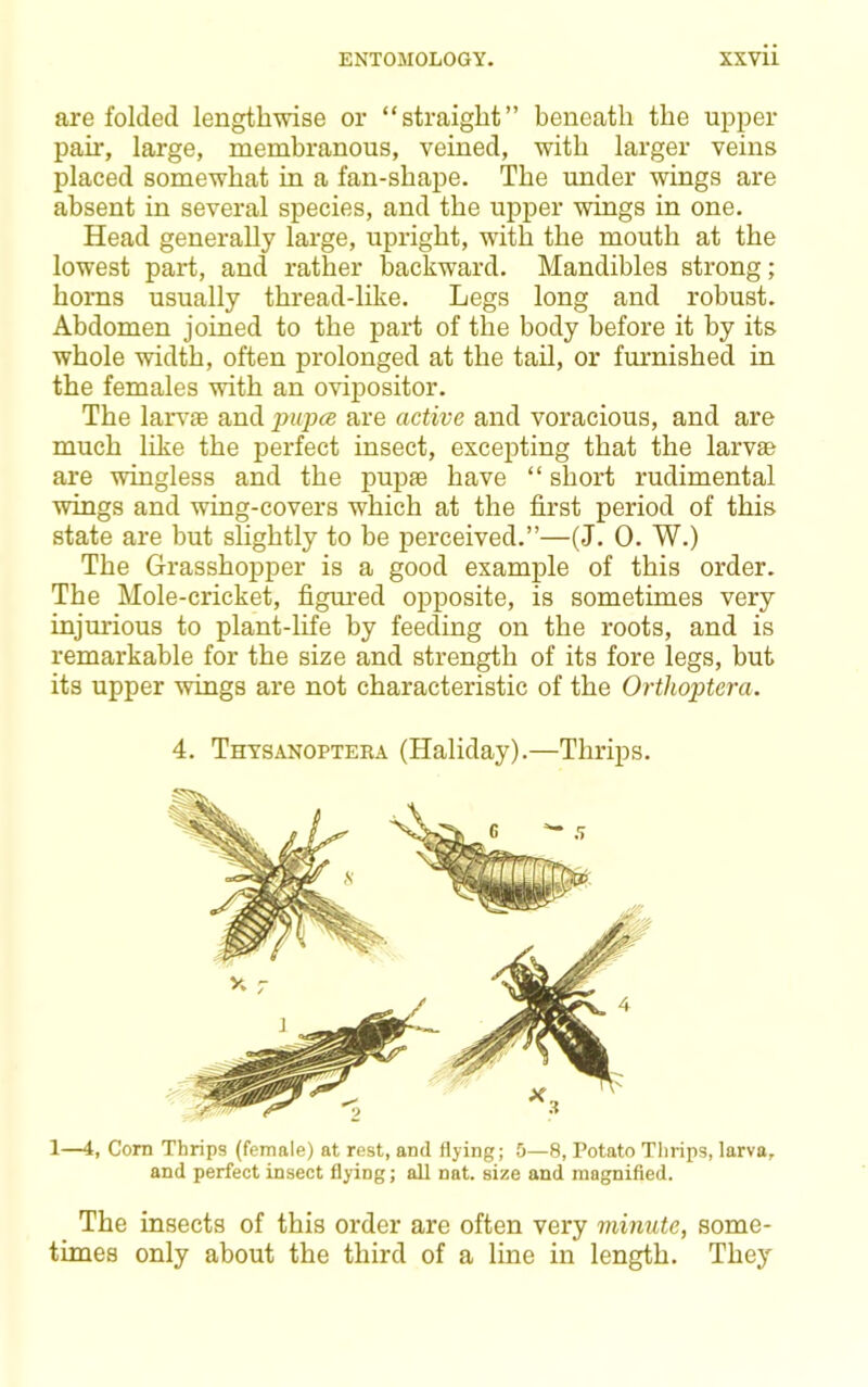 are folded lengthwise or “straight” beneath the upper pair, large, membranous, veined, with larger veins placed somewhat in a fan-shape. The under wings are absent in several species, and the upper wings in one. Head generally large, upright, with the mouth at the lowest part, and rather backward. Mandibles strong; horns usually thread-like. Legs long and robust. Abdomen joined to the part of the body before it by its whole width, often prolonged at the tail, or furnished in the females with an ovipositor. The larv® and piipce are active and voracious, and are much like the perfect insect, excepting that the larvae are wingless and the pupae have “ short rudimental wings and wing-covers which at the first period of this state are but slightly to be perceived.”—(J. 0. W.) The Grasshopper is a good example of this order. The Mole-cricket, figm’ed opposite, is sometimes very injm'ious to plant-life by feeding on the roots, and is remarkable for the size and strength of its fore legs, but its upper wings are not characteristic of the Orthoptera. 4. Thysanoptera (Haliday).—Thrips. 1—4, Corn Thrips (female) at rest, and flying; 5—8, Potato Thrips, larva, and perfect insect flying; all nat. size and magnified. The insects of this order are often very viinute, some- times only about the third of a line in length. They