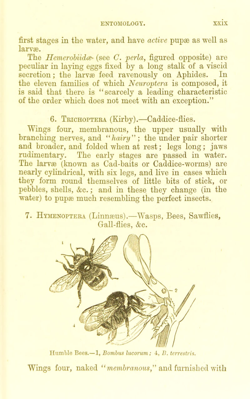 first stages in the water, and have active pupas as well as larvae. The HemerohiidcB' (see C. j>erla, figured opposite) are peculiar in laying eggs fixed by a long stalk of a viscid secretion; the larvae feed ravenously on Aphides. In the eleven families of which Neuroptera is composed, it is said that there is “scarcely a leading characteristic of the order which does not meet with an exception.” 6. Trichoptera (Kirby).—Caddice-flies. Wings four-, membranous, the upper usually with branching nerves, and “hairy” ; the under pair shorter and broader, and folded when at rest; legs long; jaws rudimentary. The early stages are passed in water. The larvffi (known as Cad-baits or Caddice-worms) are nearly cylindrical, with six legs, and live in cases which they form round themselves of little bits of stick, or pebbles, shells, &c.; and in these they change (in the water) to pupae much resembling the perfect insects. 7. Hy^ienoptera (Linn^us).—Wasps, Bees, Sawflies, Gall-flies, &c. Humble Bees.—1, Bombus lucorum; 4, B. terreslrh. Wings four, naked “me?;i6ranoi<s,” and furnished with