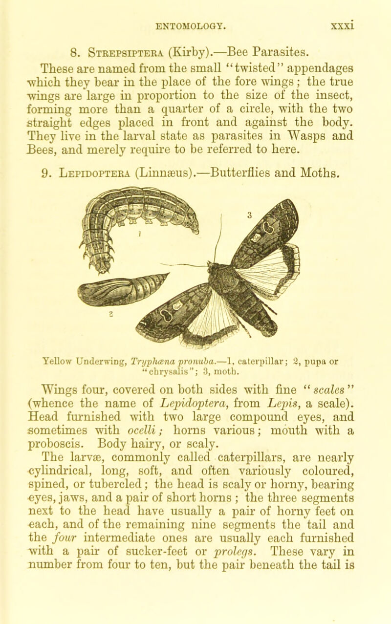 8. Stkepsiptera (Kirby).—Bee Parasites. These are named from the small “twisted” appendages which they bear in the place of the fore wings; the true wings are large in proportion to the size of the insect, forming more than a quarter of a circle, with the two straight edges placed in front and against the body. They live in the larval state as parasites in Wasps and Bees, and merely require to be referred to here. 9. Lepidopteea (Linnaeus).—Butterflies and Moths. Yellow Underwing, TrijpJuena pronuba.—1, caterpillar; 2, pupa or “chrysalis”; 3, moth. Wings four, covered on both sides with fine “ scales ” (whence the name of Lepicloptera, from Lejns, a scale). Head furnished with two large compound eyes, and sometimes with ocelli; horns various; mouth with a proboscis. Body hairy, or scaly. The larvae, commonly called caterpillars, are nearly cylindrical, long, soft, and often variously coloured, spined, or tubercled; the head is scaly or horny, bearing eyes, jaws, and a pair of short horns ; the three segments next to the head have usually a pair of horny feet on each, and of the remaining nine segments the tail and the four intermediate ones are usually each furnished with a pair of sucker-feet or prolecjs. These vary in number from four to ten, but the pair beneath the tail is