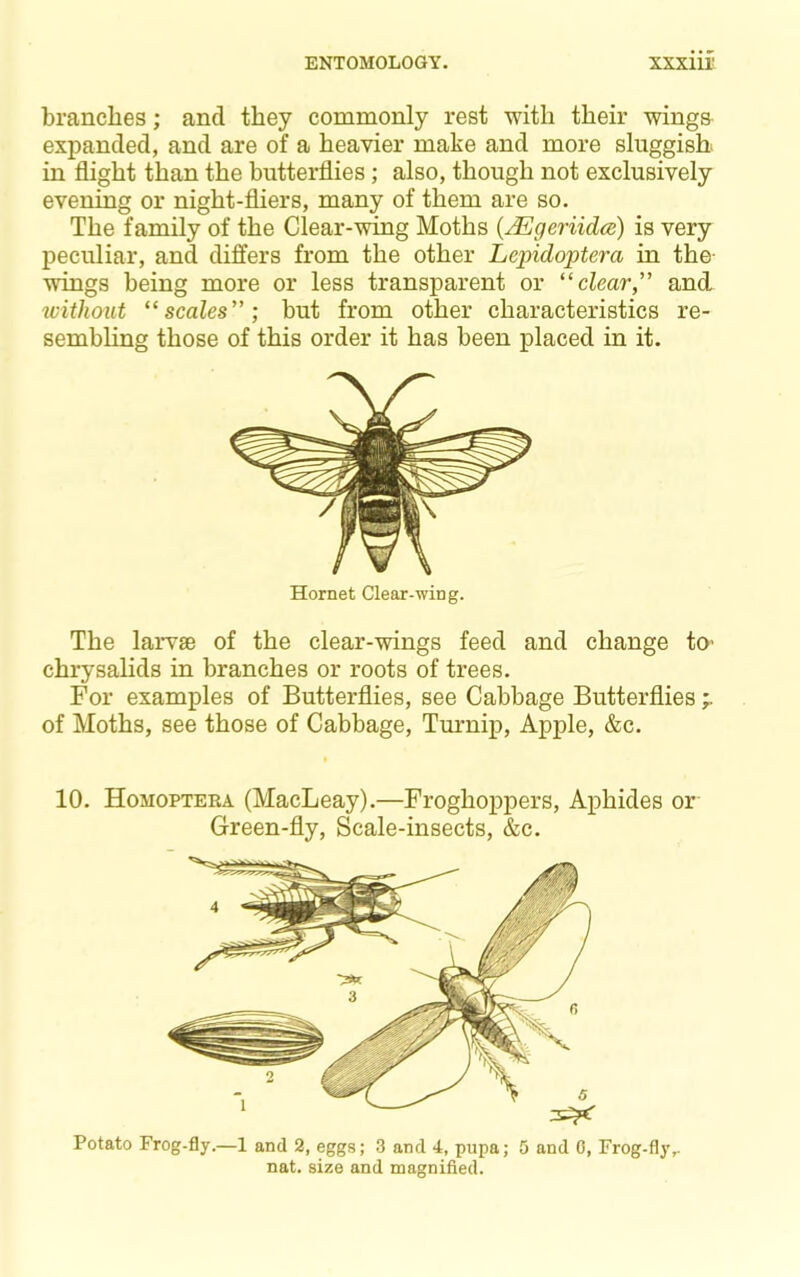 branches; and they commonly rest -with their winga expanded, and are of a heavier make and more sluggish in flight than the butterflies; also, though not exclusively evening or night-fliers, many of them are so. The family of the Clear-wing Moths {Mgeriida) is very peculiar, and differs from the other Lepidoptera in the- wings being more or less transparent or '‘clear” and ivithoiit “scales”; but from other characteristics re- sembling those of this order it has been placed in it. Hornet Clear-wing. The larvae of the clear-wings feed and change tO’ chrysalids in branches or roots of trees. For examples of Butterflies, see Cabbage Butterflies of Moths, see those of Cabbage, Tmmip, Apple, &c. 10. Homoptera (MacLeay).—Froghoppers, Aphides or Green-fly, Scale-insects, &c. Potato Frog-fly.—1 and 2, eggs; 3 and 4, pupa; 5 and 0, Frog-fljv nat. size and magnified.