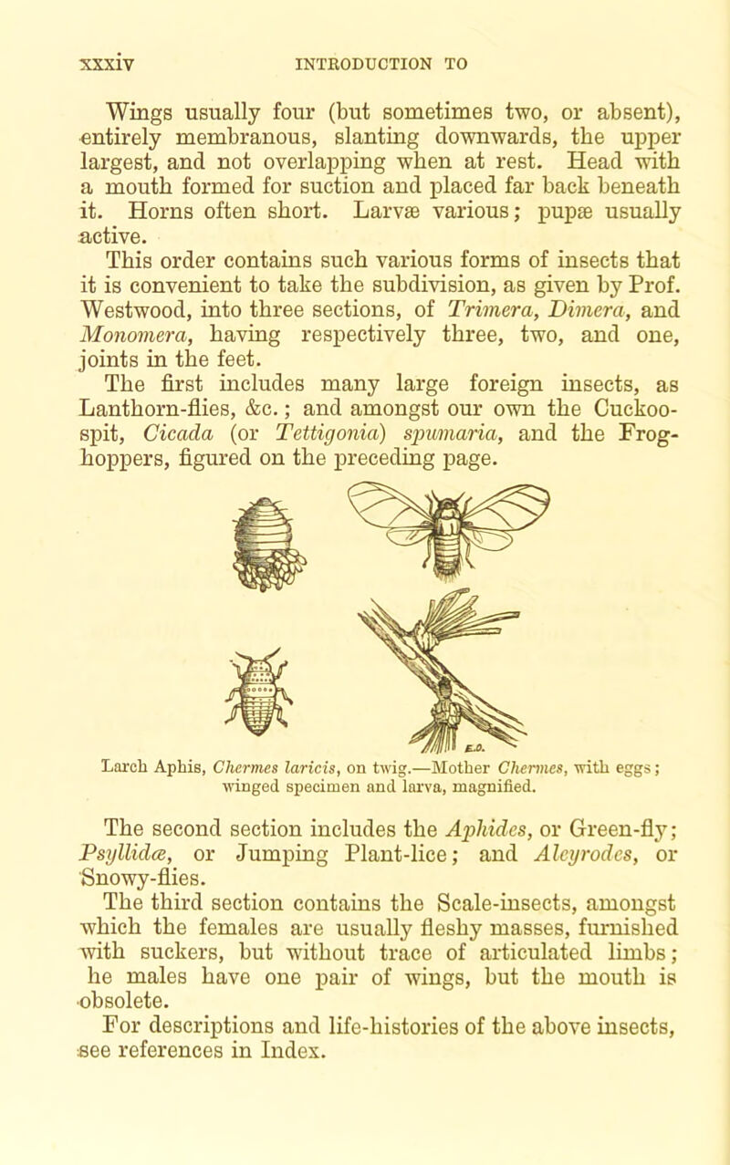 Wings usually four (but sometimes two, or absent), entirely membranous, slanting downwards, the upper largest, and not overlapping when at rest. Head with a mouth formed for suction and placed far back beneath it. Horns often short. Larvae various; pupae usually active. This order contains such various forms of insects that it is convenient to take the subdivision, as given by Prof. Westwood, into three sections, of Trimera, Dimera, and Monomera, having respectively three, two, and one, joints in the feet. The first includes many large foreign insects, as Lanthorn-flies, &c.; and amongst our own the Cuckoo- spit, Cicada (or Tettigonia) spumaria, and the Frog- hoppers, figured on the preceding page. Larch Aphis, Chermes laricis, on twig.—Mother Chennes, with eggs; winged specimen and larva, magnified. The second section includes the Aphides, or Green-fly; Psijllidce, or Jumping Plant-lice; and Aleyrodes, or Snowy-flies. The third section contains the Scale-insects, amongst which the females are usually fleshy masses, fmiiished Avith suckers, but without trace of articulated limbs; he males have one pair of wings, but the mouth is •obsolete. For descriptions and life-histories of the above insects, see references in Index.