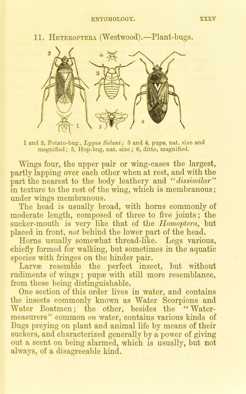 11. Heteeoptera (Westwood).—Plant-bugs. 1 and 2, Potato-bug., Lygus Solani; 3 and 4, pupa, nat. size and magnified; 5, Hop-bug, nat. size; 6, ditto, magnified. Wings four, the upper pair or wing-cases the largest, partly lapping over each other when at rest, and with the part the nearest to the body leathery and “dissimilar” in texture to the rest of the wing, which is membranous; imder wings membranous. The head is usually broad, with horns commonly of moderate length, composed of three to five joints; the sucker-mouth is very like that of the Homoptera, but placed in front, not behind the lower part of the head. Homs usually somewhat thread-like. Legs various, chiefly formed for walking, but sometimes in the aquatic species with fringes on the hinder pair. Larvae resemble the perfect insect, but without radiments of wings; pupae with still more resemblance, from these being distinguishable. One section of this order lives in water, and contains the insects commonly known as Water Scorpions and Water Boatmen; the other, besides the “ Water- measurers” common on water, contains various kinds of Bugs preying on plant and animal life by means of then- suckers, and characterized generally by a power of giving out a scent on being alarmed, which is usually, but not always, of a disagreeable kind.
