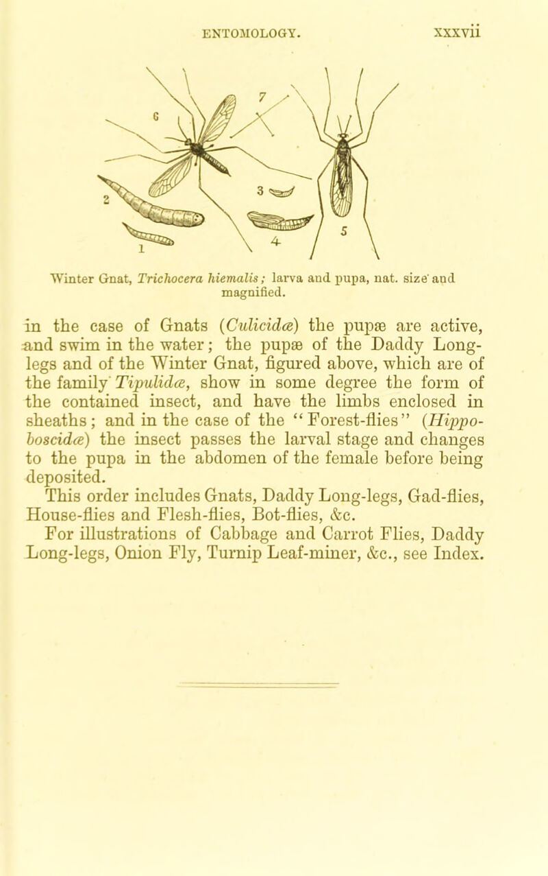 Winter Gnat, Trichocera hiemalis; larva and j)upa, nat. size'and magnified. in the case of Gnats (Culicidce) the pupae are active, and swim in the water; the jiupae of the Daddy Long- legs and of the Winter Gnat, figured above, which are of the family' Tipulidce, show in some degree the form of the contained insect, and have the limbs enclosed in sheaths; and in the case of the “Forest-flies” {Hippo- boscidce) the insect passes the larval stage and changes to the pupa in the abdomen of the female before being deposited. This order includes Gnats, Daddy Long-legs, Gad-flies, House-flies and Flesh-flies, Bot-flies, &c. For illustrations of Cabbage and Carrot Flies, Daddy Long-legs, Onion Fly, Turnip Leaf-miner, &c., see Index.
