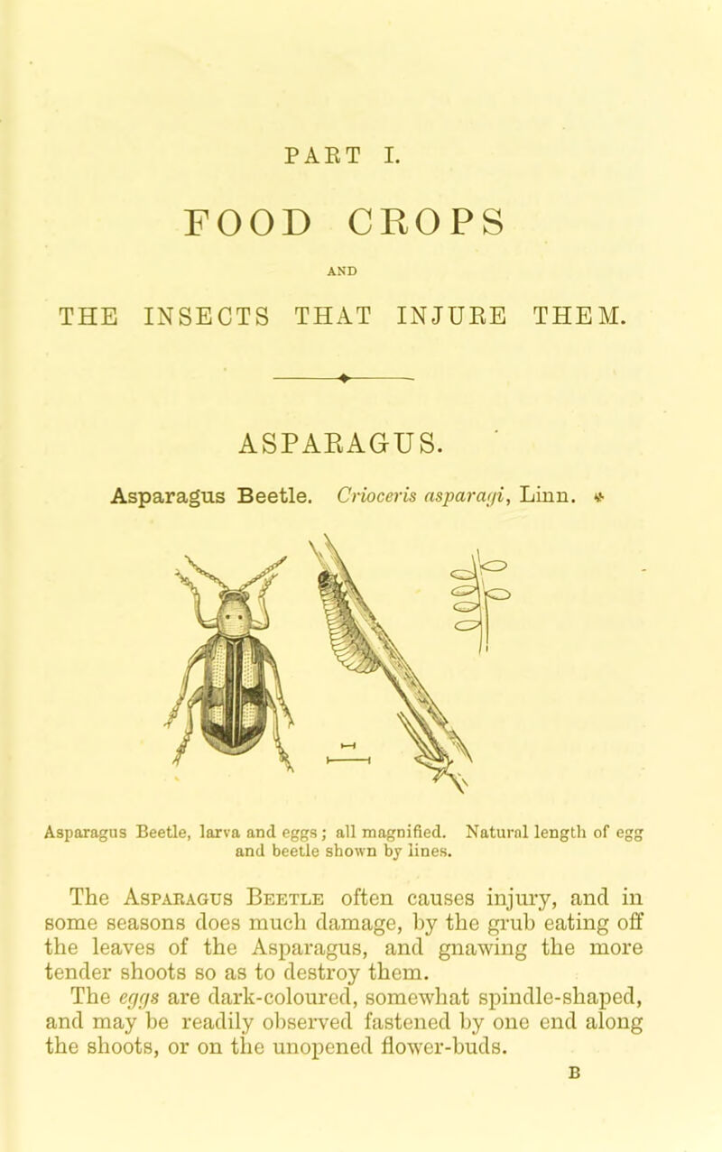 FOOD CROPS AND THE INSECTS THAT INJUEE THEM. Asparagus Beetle, larva and eggs; all magnified. Natural length of egg and beetle shown by lines. The Asparagus Beetle often causes injury, and in some seasons does much damage, l)y the grub eating off the leaves of the Asparagus, and gnawing the more tender shoots so as to destroy them. The egrjs are dark-coloured, somewhat spindle-shaped, and may he readily observed fastened by one end along the shoots, or on the unopened flower-buds. ASPARAGUS. Asparagus Beetle. Crioceris nsparagi, Linn. «• B