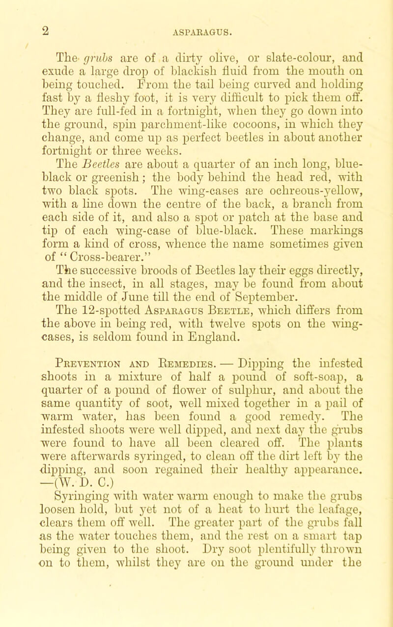 The’ grubs are of a dirty olive, or slate-colour, and exude a large drop of blackish fluid from the mouth on being touched. From the tail being curved and holding fast by a fleshy foot, it is very difficult to pick them off. They are full-fed in a fortnight, when they go down into the ground, spin parchment-like cocoons, in which they change, and come up as perfect beetles in about another fortnight or three weeks. The Beetles are about a quarter of an inch long, blue- black or greenish; the body behind the head red, with two black spots. The wing-cases are ochreous-3’-ellow, with a line down the centre of the hack, a branch from each side of it, and also a spot or patch at the base and tip of each wing-case of hlue-hlack. These markings form a kind of cross, whence the name sometimes given of “ Cross-bearer.” The successive broods of Beetles lay their eggs directly, and the insect, in all stages, may be found from about the middle of June till the end of September. The 12-spotted Aspakagus Beetle, which differs from the above in being red, with twelve spots on the wing- cases, is seldom found in England. Pkevention and Eemedies. — Dipping the infested shoots in a mixture of half a pound of soft-soap, a quarter of a pound of flower of sulplnu', and about the same quantity of soot, well mixed together in a pail of warm water, has been found a good remed_y. The infested shoots were well dipped, and next da}^ the grubs were found to have all been cleared off. The plants were afteiAvards syringed, to clean off the dirt left % the dipi^ing, and soon regained their health}'- appearance. —(W. D. C.) Syringing with water warm enough to make the grubs loosen hold, but }'et not of a heat to hurt the leafage, clears them oft’ well. The greater part of the grubs fall Bs the water touches them, and the rest on a smart tap being given to the shoot. Dry soot plentifull}' thrown on to them, whilst they are on the groimd under the