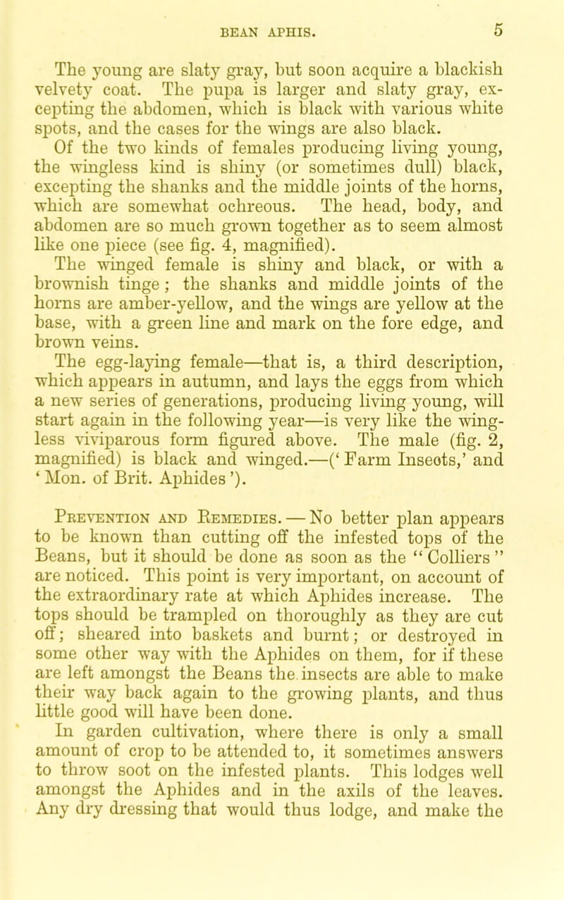 The young are slaty gray, but soon acquire a blackish velvety coat. The pupa is larger and slaty gray, ex- cepting the abdomen, which is black with various white spots, and the eases for the wings are also black. Of the two kinds of females producing living young, the wingless kind is shiny (or sometimes dull) black, excepting the shanks and the middle joints of the horns, which are somewhat ochreous. The head, body, and abdomen are so much grown together as to seem almost like one piece (see fig. 4, magnified). The winged female is shiny and black, or with a brownish tinge; the shanks and middle joints of the horns are amber-yellow, and the wings are yellow at the base, with a green line and mark on the fore edge, and brown veins. The egg-laying female—that is, a third description, which appears in autumn, and lays the eggs from which a new series of generations, producing living yoimg, will start again in the following year—is very like the wing- less viviparous form figured above. The male (fig. 2, magnified) is black and winged.—(‘ Farm Inseots,’ and ‘ Mon. of Brit. Aphides ’). Peevention and Eemedies. — No better plan appears to he known than cutting off the infested tops of the Beans, but it should be done as soon as the “ Colliers ” are noticed. This point is very important, on account of the extraordinary rate at which Aphides increase. The tops should be trampled on thoroughly as they are cut off; sheared into baskets and burnt; or destroyed in some other way with the Aphides on them, for if these are left amongst the Beans the. insects are able to make their way back again to the growing plants, and thus little good will have been done. In garden cultivation, where there is only a small amount of crop to be attended to, it sometimes answers to throw soot on the infested plants. This lodges well amongst the Aphides and in the axils of the leaves. Any dry di-essing that would thus lodge, and make the