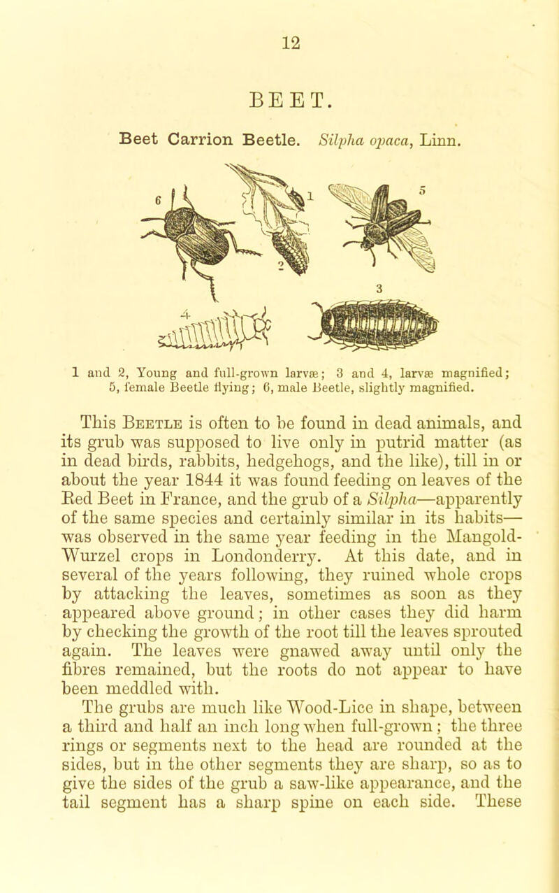 BEET. Beet Carrion Beetle. Siljiha o}}aca, Linn. 1 and 2, Young and full-grown larvce; 3 and 4, larv'se magnified; 5, female Beetle fiying; 0, male Beetle, slightly magnified. This Beetle is often to he found in dead animals, and its grub was supposed to live only in putrid matter (as in dead hnds, rabbits, hedgehogs, and the like), till in or about the year 1844 it was found feeding on leaves of the Bed Beet in France, and the grub of a Silplia—apparently of the same species and certainly similar in its habits— was observed in the same year feeding in the Mangold- Wurzel crops in Londonderry. At this date, and in several of the years following, they ruined whole crojis by attacking the leaves, sometimes as soon as they appeared above ground; in other cases they did harm by checking the growth of the root till the leaves sprouted again. The leaves were gnawed away until only the fibres remained, but the roots do not appear to have been meddled with. The grubs are much like Wood-Lice in shape, between a third and half an inch long when full-grown; the three rings or segments next to the head are rounded at the sides, but in the other segments they are sharp, so as to give the sides of the grub a saw-like appearance, and the tail segment has a sharp spine on each side. These