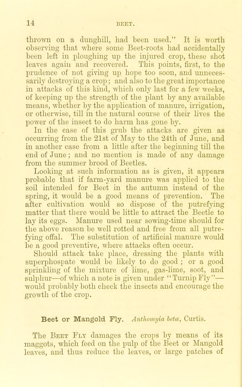 thrown on a dunghill, had been used.” It is worth observing that where some Beet-roots had accidentally been left in ploughing up the injured crop, these shot leaves again and recovered. This points, first, to the prudence of not giving ujd hope too soon, and unneces- sarily destroying a crop; and also to the great importance in attacks of this kind, which only last for a few weeks, of keeping up the strength of the plant by any available means, whether by the application of manure, irrigation, or otherwise, till in the natural course of their lives the power of the insect to do harm has gone by. In the case of this grub the attacks are given as occurring from the 21st of May to the 24th of June, and in another case from a little after the beginning till the end of June; and no mention is made of any damage from the summer brood of Beetles. Looking at such information as is given, it appears probable that if farm-yard manure was applied to the soil intended for Beet in the autumn instead of the spring, it would be a good means of prevention. The after cultivation would so dispose of the putref3ung matter that there would be little to attract the Beetle to lay its eggs. Manure used near sowing-time should for the above reason be well rotted and free from all putre- fying offal. The substitution of artificial manure would he a good preventive, wdiere attacks often occur. Should attack take place, dressing the plants with superphospate would be likely to do good ; or a good sprinkling of the mixture of lime, gas-lime, soot, and sulphur—of which a note is given under “Turnip Fly”— would probably both check the insects and encourage the growth of the crop. Beet or Mangold Fly. Anthomijia beta:, Curtis. The Beet Fly damages the crops by means of its maggots, which feed on the pulp of the Beet or Mangold leaves, and thus reduce the leaves, or large patches of
