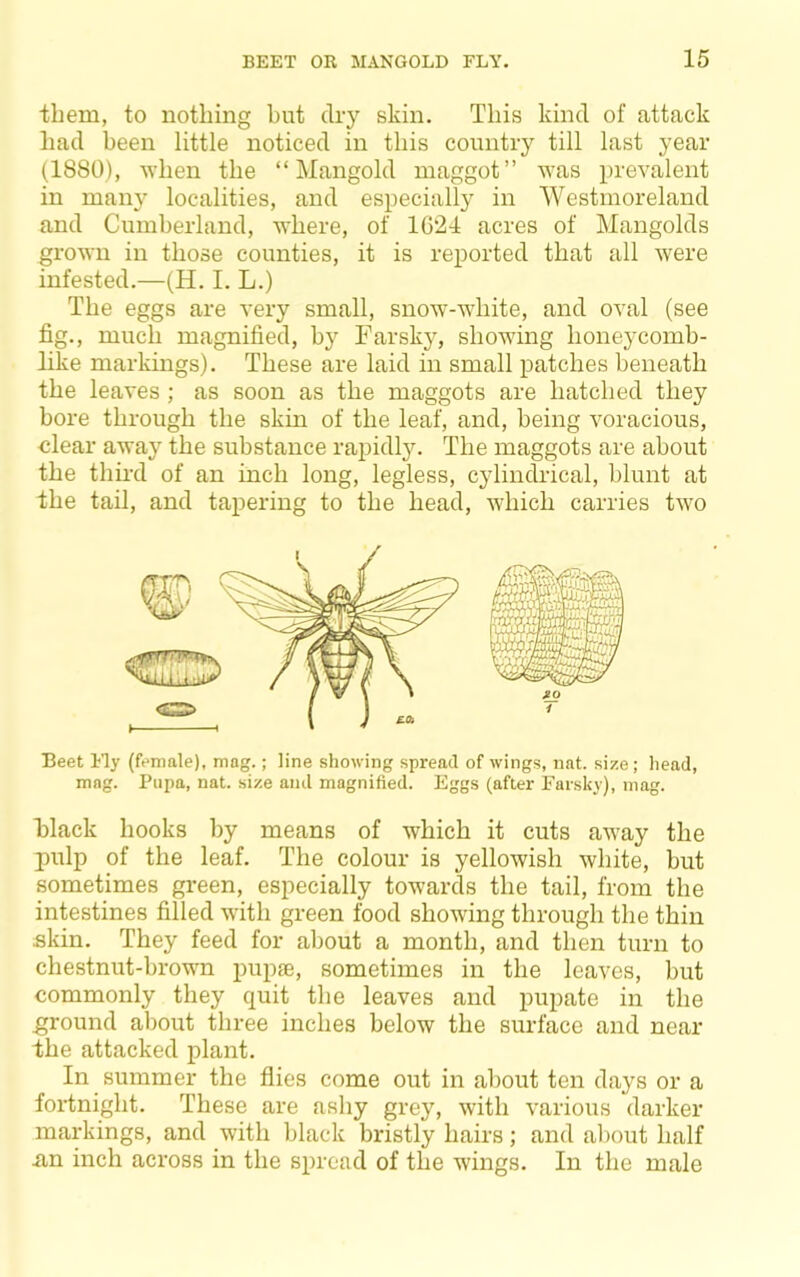 them, to nothing hut dry skin. This kind of attack had been little noticed in this country till last year (1880), when the “Mangold maggot” ^Yas prevalent in many localities, and especially in Westmoreland and Cumberland, where, of 1624 acres of Mangolds grown in those counties, it is reported that all were infested.—(H. I. L.) The eggs are very small, snow-wdiite, and oval (see fig., much magnified, by Farsky, showing honeycomb- like markings). These are laid in small patches beneath the leaves ; as soon as the maggots are hatched they bore through the skin of the leaf, and, being voracious, clear away the substance rapidly. The maggots are about the third of an inch long, legless, cylindrical, blunt at the tail, and tapering to the head, which carries tw^o Beet Fly (female), mag.; line showing spread of wings, nat. size; head, mag. Pupa, nat. size and magnified. Eggs (after Farsky), mag. black hooks by means of which it cuts a-way the pulp of the leaf. The colour is yellowish white, but sometimes green, especially towards the tail, from the intestines filled with green food showing through the thin skin. They feed for about a month, and then turn to chestnut-brown pupae, sometimes in the leaves, hut commonly they quit the leaves and pupate in the ground about three inches below the surface and near the attacked plant. In summer the flies come out in about ten days or a fortnight. These are ashy grey, with various darker markings, and with black bristly hairs; and about half Rn inch across in the spread of the wings. In the male
