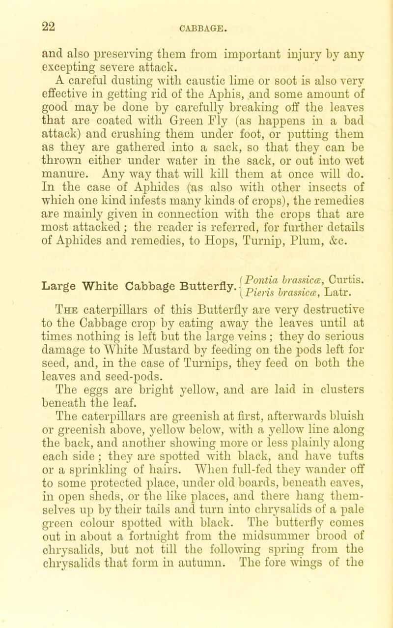and also preserving them from important injury by any excepting severe attack. A careful dusting with caustic lime or soot is also verv effective in getting rid of the Aphis, and some amount of good may be done by carefully breaking off the leaves that are coated with Green Fly (as happens in a bad attack) and crushing them under foot, or putting them as they are gathered into a sack, so that they can be thrown either under water in the sack, or out into wet manure. Any way that will kill them at once will do. In the case of A^jhides (as also with other insects of which one kind infests many kinds of crops), the remedies are mainly given in connection with the crops that are most attacked ; the reader is referred, for further details of Aphides and remedies, to Hops, Turnip, Plum, &c. T Tin -1. /-< 1 1 ^ a {Poiitia hmssiccB, Curtis. Large White Cabbage Butterfly. The caterpillars of this Butterfly are very destructive to the Cabbage crop by eating away the leaves until at times nothing is left but the large veins; they do serious damage to White Mustard by feeding on the pods left for seed, and, in the case of Turnips, they feed on both the leaves and seed-pods. The eggs are bright yellow, and are laid in clusters beneath the leaf. The caterpillars are greenish at first, afterwards bluish or greenish above, yellow below, Avith a yellow line along the back, and another showing more or less plainlj’ along each side ; they are spotted with black, and have tufts or a sprinkling of hairs. When full-fed they wander oft’ to some protected place, under old boards, beneath eaves, in open sheds, or the like places, and there hang them- selves up by their tails and turn into chrysalids of a pale green colour spotted with black. The butterfly comes out in about a fortnight from the midsummer brood of chrysalids, but not till the following spring from the chrysalids that form in autumn. The fore wings of the