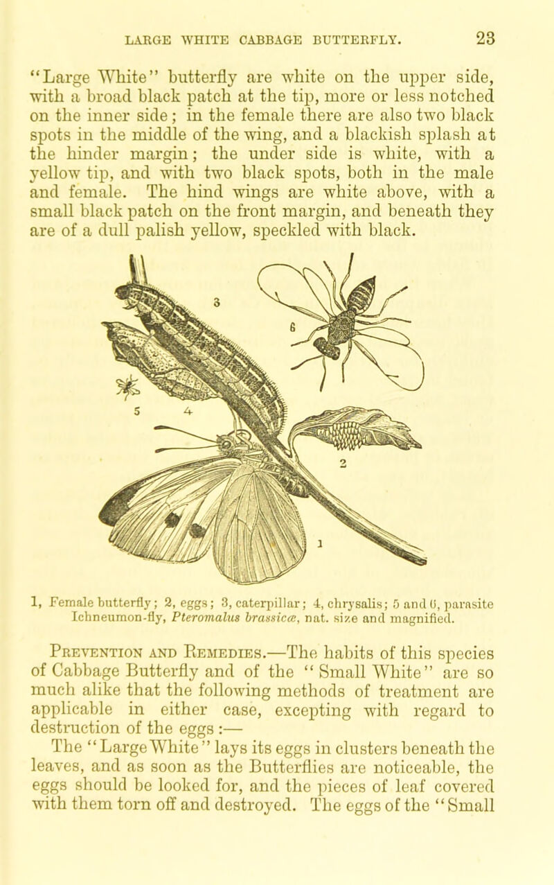 “Large butterfly are white on the upper side, with a broad black patch at the tip, more or less notched on the inner side; in the female there are also two black spots in the middle of the wing, and a blackish splash at the hinder margin; the under side is white, with a yellow tip, and with two black spots, both in the male and female. The hind wings are white above, with a small black patch on the front margin, and beneath they are of a dull palish yellow, speckled with black. 1, Female butterfly; 2, eggs; 3, caterpillar; 4, chrysalis; 5 and U, parasite Ichneumon-fly, Pteromabis brassiccB, nat. size and magnified. Prevention and Piemedies.—The habits of this species of Cabbage Butterfly and of the “ Small White” are so much alike that the following methods of treatment are applicable in either case, excepting with regard to destruction of the eggs :— The “ Large White ” lays its eggs in clusters beneath the leaves, and as soon as the Butterflies are noticeable, the eggs should be looked for, and the pieces of leaf covered with them torn off and destroyed. The eggs of the “Small