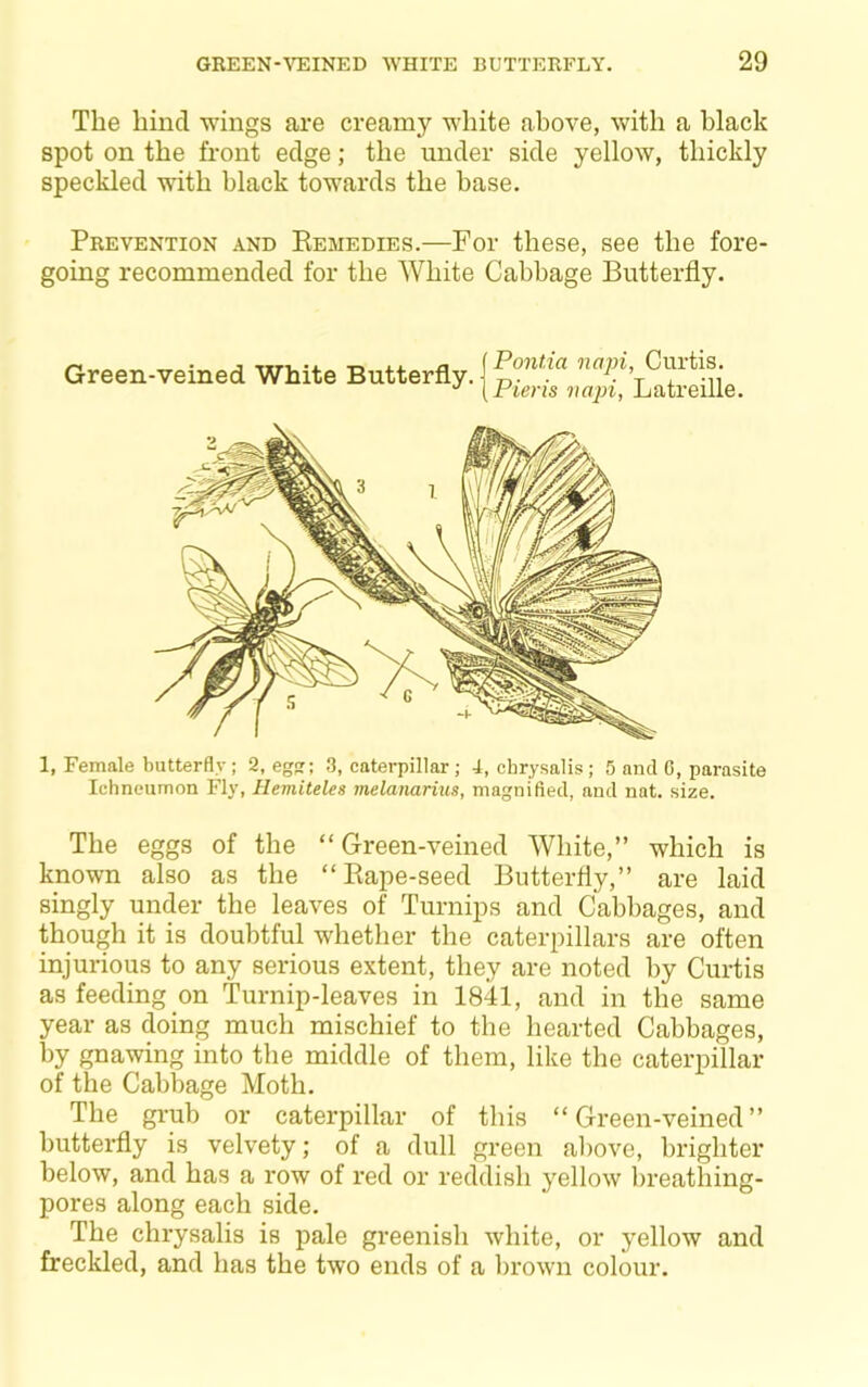 The hind wings are creamy white above, with a black spot on the front edge; the under side yellow, thickly speckled with black towards the base. Prevention and Kemedies.—For these, see the fore- going recommended for the White Cabbage Butterfly. Green-veined White Butterfly. Pontda napi, Curtis. Pieris napi, Latreille. 1, Female butterfly ; 2, egsr; 3, caterpillar ; 4, chrysalis; 5 and 6, parasite Ichneumon Fly, Hemiteles melanarius, magnified, and nat. size. The eggs of the “ Green-veined White,” which is known also as the “Eape-seed Butterfly,” are laid singly under the leaves of Turnips and Cabbages, and though it is doubtful whether the caterpillars are often injurious to any serious extent, they are noted by Curtis as feeding on Turnip-leaves in 1841, and in the same year as doing much mischief to the hearted Cabbages, by gnawing into the middle of them, like the caterpillar of the Cabbage Moth. The grub or caterpillar of this “Green-veined” butterfly is velvety; of a dull green al)ove, brighter below, and has a row of red or reddish yellow breathing- pores along each side. The chrysalis is pale greenish white, or yellow and freckled, and has the two ends of a brown colour.