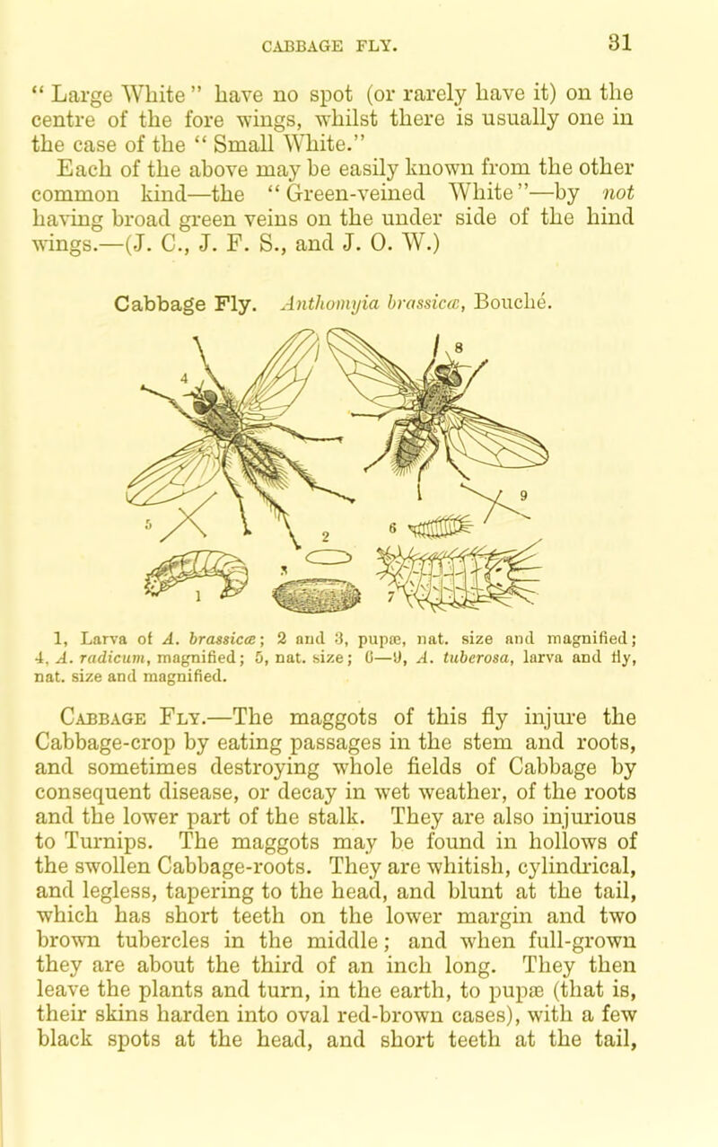 “ Large White ” have no spot (or rarely have it) on the centre of the fore wings, whilst there is usually one in the case of the “ Small White.” Each of the above may be easily known from the other common kind—the “Green-veined White”—by not having broad green veins on the under side of the hind wings.—(J. C., J. F. S., and J. 0. W.) Cabbage Fly. Antlwmyia hrassictc, Bouche. 1, Larva of A. brassiccB; 2 aud 3, pupte, nat. size and magnified; 4, A. radicum, magnified; 5, nat. size; 0—9, A. tuberosa, larva and fiy, nat. size and magnified. Cabbage Fly.—The maggots of this fly injure the Cabbage-crop by eating passages in the stem and roots, and sometimes destroying whole fields of Cabbage by consequent disease, or decay in wet weather, of the roots and the lower part of the stalk. They are also injurious to Turnips. The maggots may be found in hollows of the swollen Cabbage-roots. They are whitish, cylindidcal, and legless, tapering to the head, and blunt at the tail, which has short teeth on the lower margin and two brown tubercles in the middle; and when full-grown they are about the third of an inch long. They then leave the plants and turn, in the earth, to pupae (that is, their skins harden into oval red-brown cases), with a few black spots at the head, and short teeth at the tail.