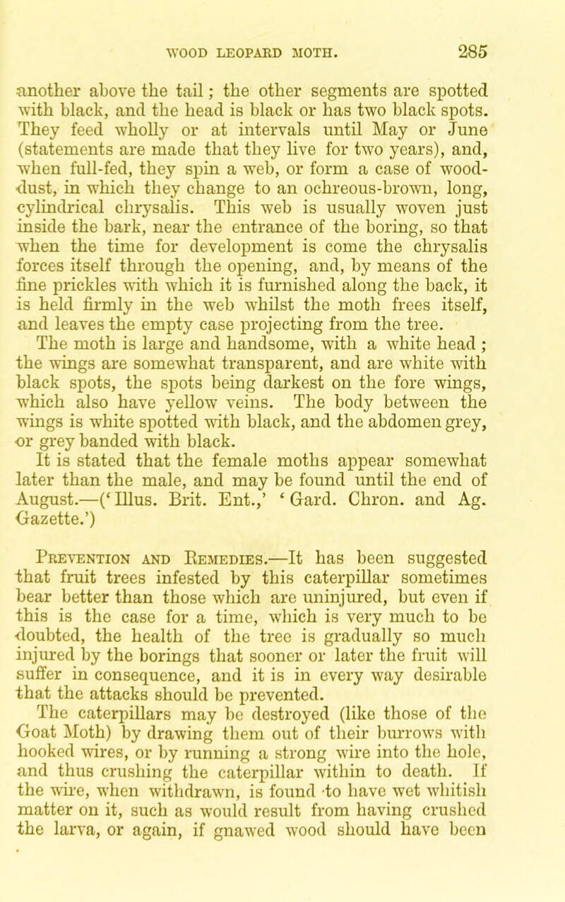 another above the tail; the other segments are spotted with black, and the head is black or has two black spots. They feed wholly or at intervals until May or June (statements are made that they live for two years), and, when full-fed, they spin a web, or form a case of wood- dust, in which they change to an ochreous-brown, long, cylindrical chrysalis. This web is usually woven just inside the bark, near the entrance of the boring, so that when the time for development is come the chrysalis forces itself through the opening, and, by means of the fine prickles with which it is fm-nished along the back, it is held firmly in the web whilst the moth frees itself, and leaves the empty case projecting from the tree. The moth is large and handsome, with a white head ; the wings are somewhat transparent, and are white with black spots, the spots being darkest on the fore wings, which also have yellow veins. The body between the wings is white spotted with black, and the abdomen grey, or grey banded with black. It is stated that the female moths appear somewhat later than the male, and may be found until the end of August.—(‘ nius. Brit. Ent.,’ ‘ Gard. Chron. and Ag. Gazette.’) Prevention and Eemedies.—It has been suggested that fruit trees infested by this caterpillar sometimes bear better than those which are uninjured, but even if this is the case for a time, wiiich is very much to be doubted, the health of the tree is gradually so much injured by the borings that sooner or later the fruit will suffer in consequence, and it is in every way desirable that the attacks should be prevented. The caterpillars may be destroyed (like those of the Goat Moth) by drawing them out of their burrows with hooked wires, or by running a strong w'ire into the hole, and thus crushing the caterpillar within to death. If the wire, wiien withdrawn, is found to have wet wiiitish matter on it, such as would result from having crushed the larva, or again, if gnawed wood should have been