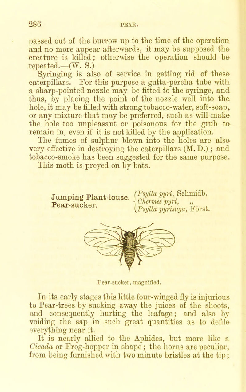 passed out of the burrow up to the time of the operation and no more appear afterwards, it may be supposed the creature is killed; otherwise the operation should be repeated.—(W. S.) Syringing is also of service in getting rid of these caterpillars. For this purpose a gutta-percha tube with, a sharp-pointed nozzle may he fitted to the syringe, and. thus, by placing the point of the nozzle well into the hole, it may be filled with strong tobacco-water, soft-soap^ or any mixtine that may be preferred, such as will make the hole too unpleasant or poisonous for the grub te remain in, even if it is not killed by the application. The fumes of sulphur blown into the holes are alse very effective in destroying the caterpillars (M. D.); and tobacco-smoke has been suggested for the same piu'pose* This moth is preyed on by bats. Jumping Plant-louse. Pear-sucker. 'Psijlla pyri, Schmidb. ■ Chermes pyri, ,, ^Psylla 2^yrisuya, Forst. Pear-sucker, inagnified. In its early stages this little four-winged fly is injurious to Pear-trees by sucking away the juices of the shoots, and consequently hurting the leafage; and also by voiding the sap in such great quantities as to defile everything near it. It is nearly allied to the Aphides, but more like a Cicada or Frog-hopper in shape; the horns are peculiar, from being furnished with two minute bristles at the tip;