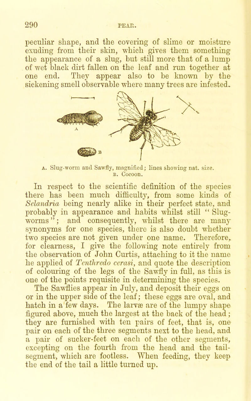 peculiar shape, and the covering of slime or moisture exuding from their skin, which gives them something the appearance of a slug, but still more that of a lump of wet black dirt fallen on the leaf and rim together at one end. They appear also to be known by the sickening smell observable where many trees are infested. A. Slug-worm and. Sawfly, magnified; lines showing nat. size. B. Cocoon. In respect to the scientific definition of the species there has been much difficulty, from some kinds of Selandria being nearly alike in then.’ perfect state, and probably in appearance and habits whilst still “ Slug- worms ”; and consequently, whilst there are man}’ synonyms for one species, there is also doubt whether two species are not given under one name. Therefore,, for clearness, I give the following note entfiely from the observation of John Curtis, attaching to it the name he applied of Tcnthrcdo cerasi, and quote the description of colouring of the legs of the Sawfly in full, as this is one of the points requisite in determining the species. The Sawflies appear in July, and deposit their eggs on or in the upper side of the leaf; these eggs are oval, and hatch in a'few days. The larvaa are of the lumpy shape figured above, much the largest at the back of the head; they are furnished with ten pairs of feet, that is, one jiair on each of the three segments next to the head, and a pair of sucker-feet on each of the other segments, excepting on the fourth from the head and the tail- segment, which are footless. When feeding, they keep the end of the tail a little turned up.