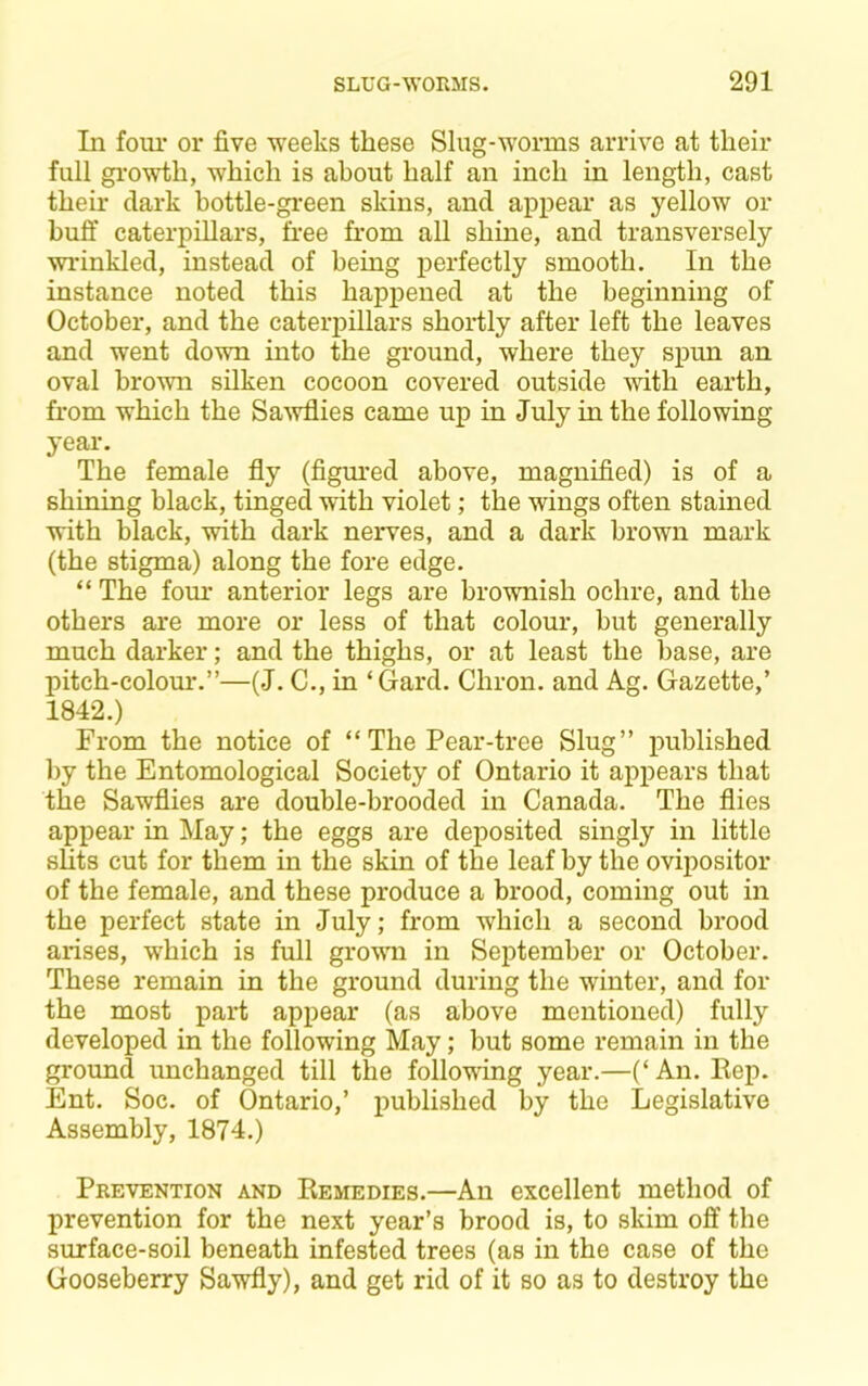 In four or five weeks these Slug-worms arrive at their full gi-owth, which is about half an inch in length, cast their dark bottle-green skins, and appear as yellow or buft' caterpillars, free from all shine, and transversely wrinkled, instead of being perfectly smooth. In the instance noted this hapjjened at the beginning of October, and the caterpillars shortly after left the leaves and went down into the ground, where they spun an oval brown silken cocoon covered outside with earth, from which the Sa^vflies came up in July in the following year. The female fly (figm’ed above, magnified) is of a shiniug black, tinged with violet; the wings often stained with black, with dark nerves, and a dark brown mark (the stigma) along the fore edge. “ The fom- anterior legs are brownish ochre, and the others are more or less of that colour, but generally much darker; and the thighs, or at least the base, are pitch-colom-.”—(J. C., in ‘(Jard. Chron. and Ag. Gazette,’ 1842.) From the notice of “ The Pear-tree Slug” published by the Entomological Society of Ontario it appears that the Sawflies are double-brooded in Canada. The flies appear in May; the eggs are deposited singly in little slits cut for them in the skin of the leaf by the ovipositor of the female, and these produce a brood, coming out in the perfect state in July; from which a second brood arises, which is full grovm in September or October. These remain in the ground during the winter, and for the most part appear (as above mentioned) fully developed in the following May; but some remain in the ground unchanged till the following year.—(‘ An. Eep. Ent. Soc. of Ontario,’ published by the Legislative Assembly, 1874.) Prevention and Kemedies.—An excellent method of prevention for the next year’s brood is, to skim off the surface-soil beneath infested trees (as in the case of the Gooseberry Sawfly), and get rid of it so as to destroy the