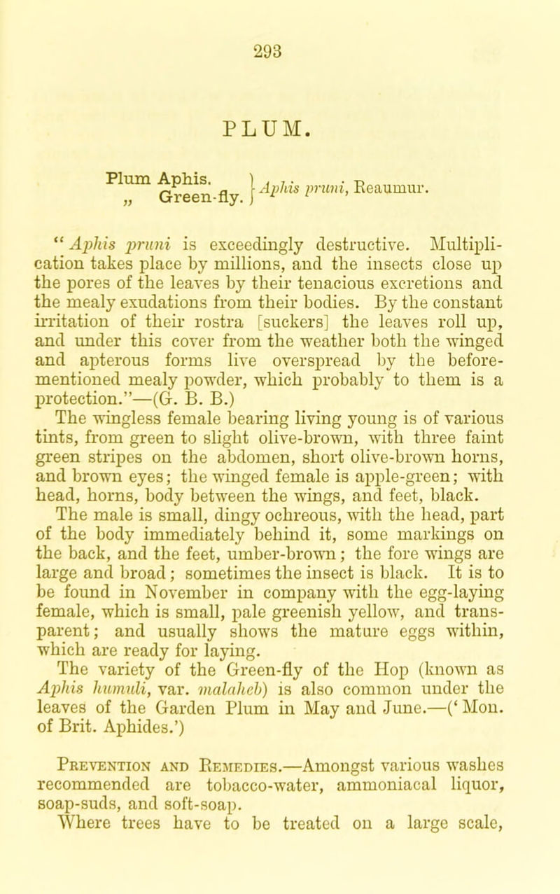 Plum Aphi^ I pnmi, Reaumur. “ Aphis 2^runi is exceedingly destructive. Multipli- cation takes place by millions, and the insects close up the pores of the leaves by their tenacious excretions and the mealy exudations from their bodies. By the constant irritation of their rostra [suckers] the leaves roll up, and under this cover from the weather both the winged and apterous forms live overspread by the before- mentioned mealy powder, which probably to them is a protection.”—(G-. B. B.) The wingless female bearing living young is of various tints, from green to slight olive-brown, with three faint green stripes on the abdomen, short olive-brown horns, and brown eyes; the winged female is apple-green; with head, horns, body between the wings, and feet, black. The male is small, dingy ochreous, vuth the head, part of the body immediately behind it, some markings on the back, and the feet, umber-bro-nm; the fore wdngs are large and broad; sometimes the insect is black. It is to be found in November in company with the egg-laying female, which is small, pale greenish yellow, and trans- parent; and usually shows the mature eggs within, which are ready for laying. The variety of the Green-fly of the Hop (known as Aphis humuli, var. malaheh) is also common under the leaves of the Garden Plum in May and June.—(‘ Mon. of Brit. Aphides.’) Prevention and Remedies.—Amongst various washes recommended are tobacco-water, ammoniacal liquor, soap-suds, and soft-soap. Where trees have to be treated on a large scale,