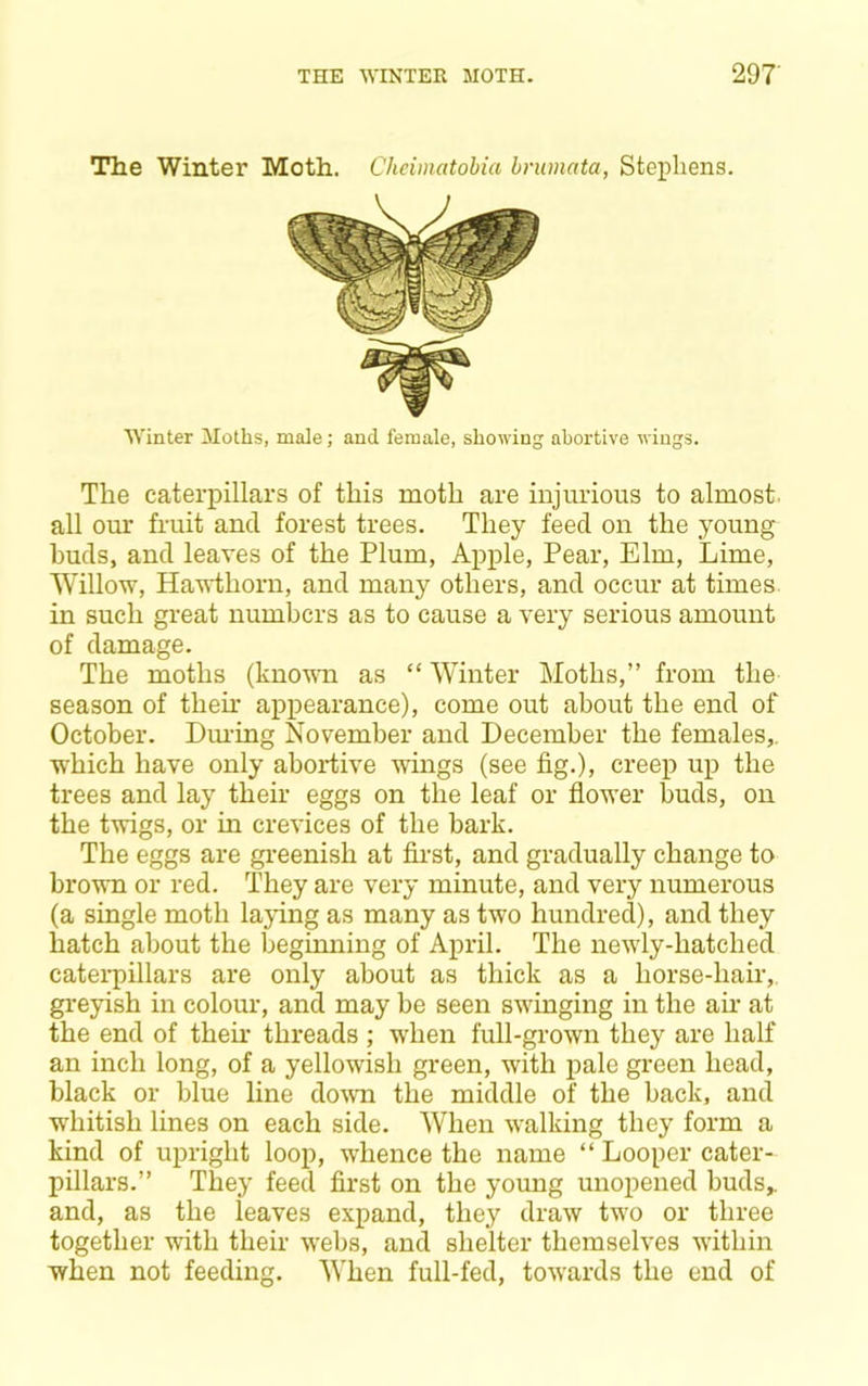 The Winter Moth, Chcimatobia briimata, Stephens. Winter Moths, male; and female, showing abortive wings. The caterpillars of this moth are injurious to almost, all oiu' fruit and forest trees. They feed on the young buds, and leaves of the Plum, Apple, Pear, Elm, Lime, Willow, Hawthorn, and many others, and occur at times in such great numbers as to cause a very serious amount of damage. The moths (known as “ Winter Moths,” from the season of theu’ appearance), come out about the end of October. Dm-ing November and December the females,, which have only abortive wings (see fig.), creep up the trees and lay their eggs on the leaf or flower buds, on the twigs, or in crevices of the bark. The eggs are greenish at fii-st, and gradually change to brown or red. They are very minute, and very numerous (a single moth laying as many as two hundred), and they hatch about the beginning of April. The newly-hatched caterpillars are only about as thick as a horse-hair,, greyish in colour, and may be seen swinging in the an- at the end of theii- threads ; when full-grown they are half an inch long, of a yellowish green, with pale green head, black or blue line do^vn the middle of the back, and whitish lines on each side. When walking they form a kind of upright loop, whence the name “ Looper cater- pillars.” They feed first on the young unopened buds,, and, as the leaves expand, they draw two or three together with their webs, and shelter themselves within when not feeding. When full-fed, towards the end of