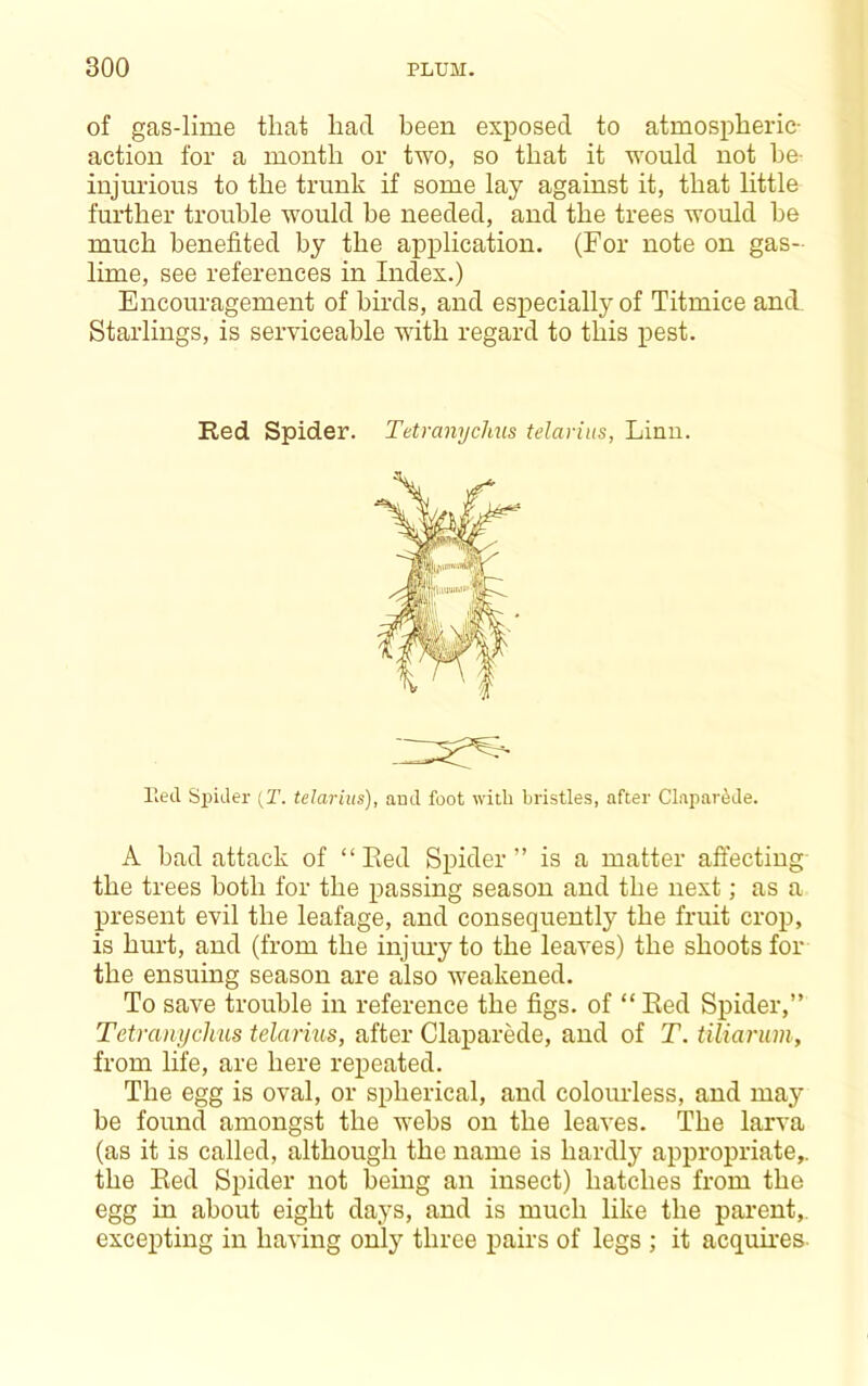 of gas-lime that had been exposed to atmospheric- action for a month or two, so that it would not he- injurious to the trunk if some lay against it, that little further trouble would be needed, and the trees would he much benefited by the application. (For note on gas- lime, see references in Index.) Encouragement of birds, and especially of Titmice and. Starlings, is serviceable with regard to this pest. lied Spider (T. telarius), and foot with bristles, after Clapar^de. A bad attack of “ Red Spider ” is a matter aft’ecting- the trees both for the passing season and the next; as a present evil the leafage, and consequently the fruit crop, is hurt, and (from the injury to the leaves) the shoots for the ensuing season are also weakened. To save trouble in reference the figs, of “ Red Spider,” Tetmnijchns telarius, after Claparede, and of T. tiliarum, from life, are here repeated. The egg is oval, or spherical, and colomdess, and may be found amongst the webs on the leaves. The larva (as it is called, although the name is hardly appropriate,, the Red Spider not being an insect) hatches from the egg in about eight days, and is much like the parent,, excepting in having only three pairs of legs ; it acquires- Red Spider. Tetranyclms telarius, Linn.