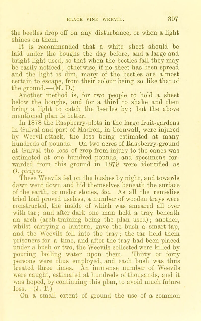 the beetles drop off on any disturbance, or when a light shines on them. It is recommended that a white sheet should he laid under the houghs the day before, and a large and bright light used, so that when the beetles fall they may he easily noticed; otherwise, if no sheet has been spread and the light is dim, many of the beetles are almost certain to escape, from then’ colour being so like that of the ground.—(M. D.) Another method is, for two people to hold a sheet below the boughs, and for a third to shake and then bring a light to catch the beetles by; but the above mentioned plan is better. In 1878 the Easpberry-plots in the large fruit-gardens in Gulval and part of Madron, in Cornwall, were injured by Weevil-attack, the loss being estimated at many hundreds of pounds. On two acres of Easpberry-ground at Gulval the loss of crop from injuiy to the canes was estimated at one hundred pounds, and specimens for- warded from this ground in 1879 were identified as 0. incipcs. These Weevils fed on the bushes by night, and towards dawn went down and hid themselves beneath the surface of the earth, or under stones, &c. As all the remedies tried had proved useless, a number of wooden trays were constructed, the inside of which was smeared all over with tar; and after dark one man held a tray beneath an arch (arch-training being the plan used); another, whilst carrying a lantern, gave the bush a smart tap, and the Weevils fell into the tray; the tar held them prisoners for a time, and after the tray had been placed under a bush or two, the Weevils collected were killed by poui'ing boiling water upon them. Thirty or forty persons were thus employed, and each bush was thus treated three times. An immense number of Weevils were caught, estimated at hundreds of thousands, and it was hoped, by continuing this plan, to avoid much future loss.—(J. T.) On a small extent of ground the use of a common