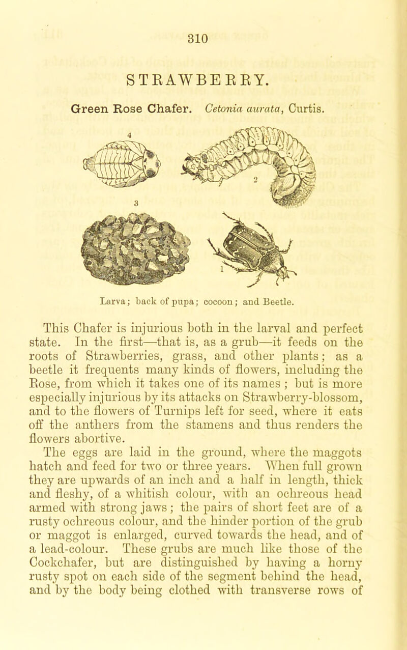 STEAWBEEKY. Green Rose Chafer. Cetonia aurata, Curtis. Larva; back of pupa; cocoon; and Beetle. This Chafer is injurious both in the larval and perfect state. In the first—that is, as a grub—it feeds on the roots of Strawberries, grass, and other plants; as a beetle it frequents many kinds of flowers, including the Rose, from which it takes one of its names ; hut is more especially injurious by its attacks on Strawberry-blossom, and to the flowers of Turnips left for seed, where it eats off the anthers from the stamens and thus renders the flowers abortive. The eggs are laid in the ground, where the maggots hatch and feed for two or three years. When full grown they are upwards of an inch and a half in length, thick and fleshy, of a whitish colour, with an ochreous head armed with strong jaws; the pairs of short feet are of a rusty ochreous colour, and the hinder portion of the grub or maggot is enlarged, curved towards the head, and of a lead-colour. These grubs are much like those of the Cockchafer, hut are distinguished by having a horny rusty spot on each side of the segment behind the head, and by the body being clothed with transverse rows of