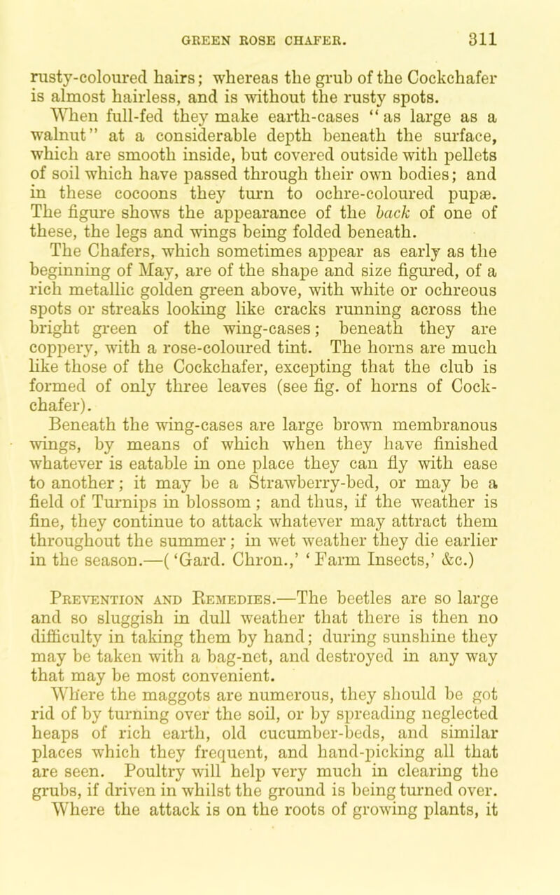 rusty-coloured hairs; whereas the grub of the Cockchafer is almost hairless, and is without the rusty spots. When full-fed they make earth-cases “ as large as a walnut” at a considerable depth beneath the surface, which are smooth inside, but covered outside with pellets of soil which have passed through their own bodies; and in these cocoons they turn to ochre-coloured pupae. The figime shows the appearance of the hack of one of these, the legs and wings being folded beneath. The Chafers, which sometimes appear as early as the beginning of May, are of the shape and size figured, of a rich metallic golden green above, with white or ochreous spots or streaks looking like cracks running across the bright green of the wing-cases; beneath they are coppery, with a rose-coloured tint. The horns are much like those of the Cockchafer, excepting that the club is formed of only three leaves (see fig. of horns of Cock- chafer) . Beneath the wing-cases are large brown membranous wings, by means of which when they have finished whatever is eatable in one place they can fly with ease to another; it may be a Strawberry-bed, or may be a field of Tm’nips in blossom ; and thus, if the weather is fine, they continue to attack whatever may attract them throughout the summer; in wet weather they die earlier in the season.—(‘Gard. Chron.,’ ‘Farm Insects,’ &c.) Prevention and Piemedies.—The beetles are so large and so sluggish in dull weather that there is then no difficulty in taking them by hand; during sunshine they may be taken with a bag-net, and destroyed in any way that may be most convenient. Where the maggots are numerous, they should be got rid of by turning over the soil, or by spreading neglected heaps of rich eaidh, old cucumber-beds, and similar places which they frequent, and hand-picking all that are seen. Poultry will help very much in clearing the grubs, if driven in whilst the ground is being tmmed over. Where the attack is on the roots of growing plants, it