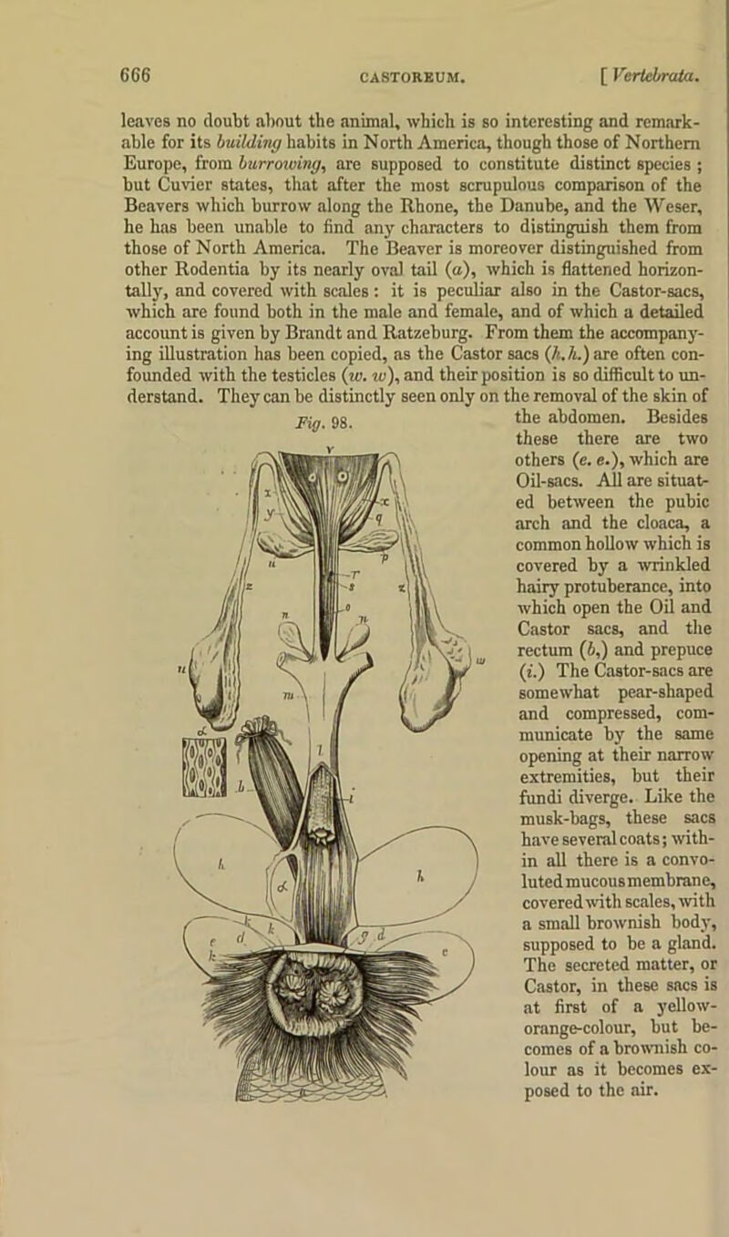 leaves no doubt about the animal, which is so interesting and remark- able for its building habits in North America, though those of Northern Europe, from burrowing, are supposed to constitute distinct species ; but Cuvier states, that after the most scrupulous comparison of the Beavers which burrow along the Rhone, the Danube, and the Wcser, he has been unable to find any characters to distinguish them from those of North America. The Beaver is moreover distinguished from other Rodentia by its nearly oval tail (a), which is flattened horizon- tally, and covered with scales : it is peculiar also in the Castor-sacs, which are found both in the male and female, and of which a detailed account is given by Brandt and Ratzeburg. From them the accompany- ing illustration has been copied, as the Castor sacs (A. A.) are often con- founded with the testicles (to. w), and their position is so difficult to un- derstand. They can be distinctly seen only on the removal of the skin of the abdomen. Besides Fig. 98. these there are two others (e. e.), which are Oil-sacs. All are situat- ed between the pubic arch and the cloaca, a common hollow which is covered by a wrinkled hairy protuberance, into which open the Oil and Castor sacs, and the rectum (6,) and prepuce (i.) The Castor-sacs are somewhat pear-shaped and compressed, com- municate by the same opening at their narrow extremities, but their fundi diverge. Like the musk-bags, these sacs have several coats; with- in all there is a convo- lutedmucousmembrane, covered with scales, with a small brownish body, supposed to be a gland. The secreted matter, or Castor, in these sacs is at first of a yellow- orange-colour, but be- comes of a brownish co- lour as it becomes ex- posed to the air.