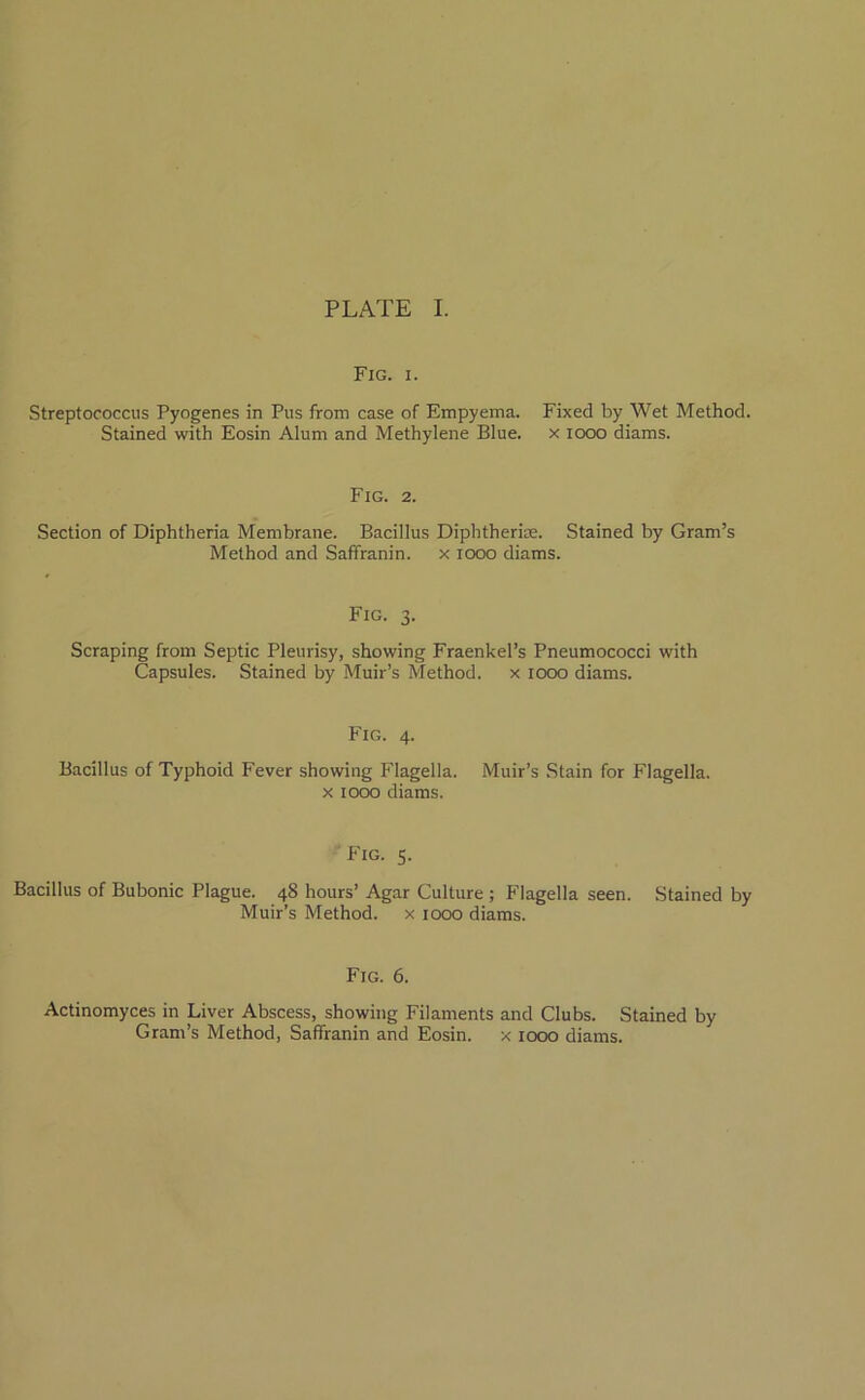 PLATE I. Fig. i. Streptococcus Pyogenes in Pus from case of Empyema. Stained with Eosin Alum and Methylene Blue. Fixed by Wet Method, x 1000 diams. Fig. 2. Section of Diphtheria Membrane. Bacillus Diphtheria. Stained by Gram’s Method and Saffranin. x 1000 diams. Fig. 3. Scraping from Septic Pleurisy, showing Fraenkel’s Pneumococci with Capsules. Stained by Muir’s Method, x 1000 diams. Fig. 4. Bacillus of Typhoid Fever showing Flagella. Muir’s Stain for Flagella. x 1000 diams. Fig. 5. Bacillus of Bubonic Plague. 48 hours’ Agar Culture ; Flagella seen. Stained by Muir’s Method, x 1000 diams. Fig. 6. Actinomyces in Liver Abscess, showing Filaments and Clubs. Stained by Gram’s Method, Saffranin and Eosin. x 1000 diams.