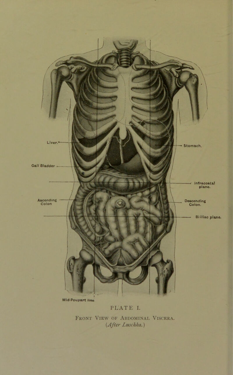 Stomach. Infracostal plane. Descending Colon. BMliac plane. V Mid-Poupart line Liver. Gall Bladder Ascending Colon PLATE I. Front View of Abdominal Viscera. [After Luschka.)