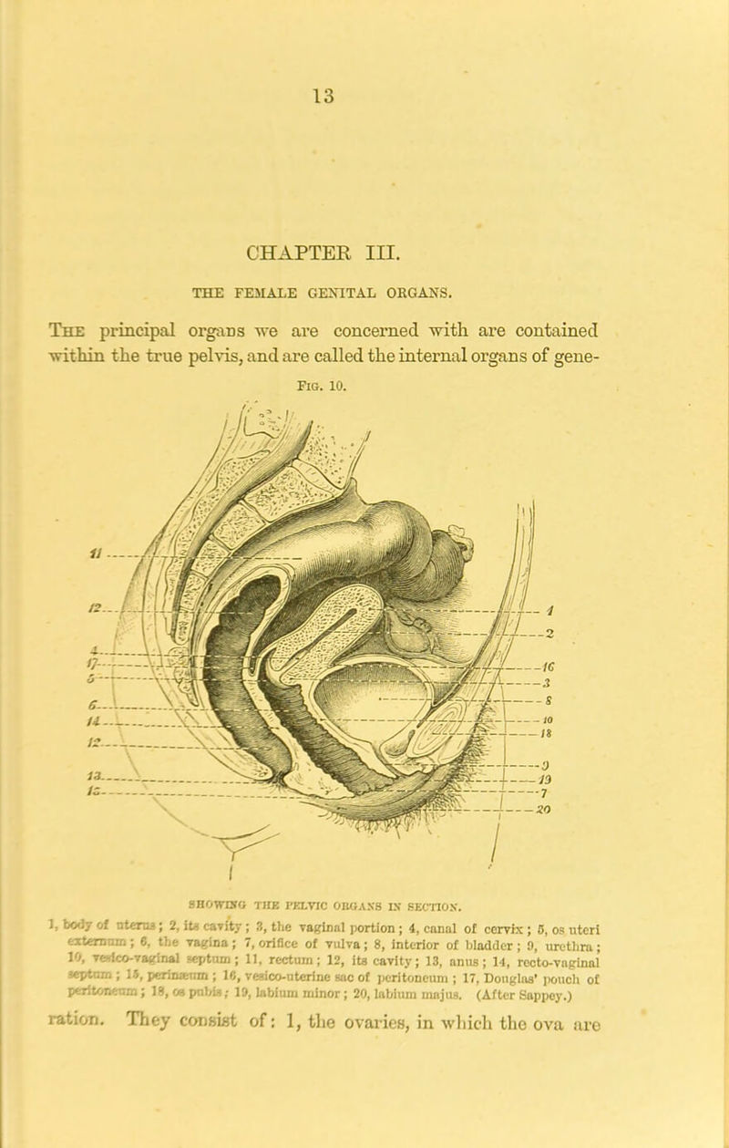 CHAPTER III. THE FEMALE GENITAL ORGANS. The principal organs we are concerned with are contained within the true pelvis, and are called the internal organs of gene- Fig. 10. SHOWING THE PKLVIC ORGANS IN SECTION. J, body of uterus ; 2, its cavity; 3, the vaginal portion ; 4, canal of cervix; 5, os uteri externum; 6, the vagina; 7, orifice of vulva; 8, interior of bladder ; 9, urethra; 10, vesico-vaginal septum; 11, rectum; 12, its cavity; 13, anus; 14, recto-vaginal septum ; 15, perimenm ; 16, vesico-uterine sac of peritoneum ; 17, Douglas’ pouch of peritoneum; 18, os pubis; 19, labium minor; 20, labium majus. (After Sappey.) ration. They consist of: 1, the ovaries, in which the ova are