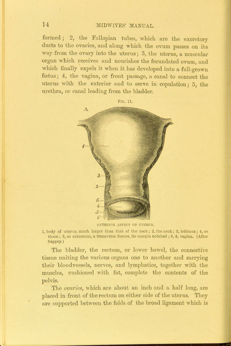 formed; 2, the Fallopian tubes, which are the excretory ducts to the ovaries, and along which the ovum passes on its way from the ovary into the uterus; 3, the uterus, a muscular organ which receives and nourishes the fecundated ovum, and which finally expels it when it has developed into a full-grown foetus; 4, the vagina, or front passage, a canal to connect the uterus with the exterior and to serve in copulation; 5, the urethra, or canal leading from the bladder. Fig. li. ANTERIOR ASPECT OP UTERUS. 1, body of uterus, much larger than that of the neck; 2, the neck; 3, isthmus; 4, os tincfe; 5, os externum, a transverse fissure, its margin notched ; 6, 6, vagina. (After Sappey.) The bladder, the rectum, or lower bowel, the connective tissue uniting the various organs one to another and carrying their bloodvessels, nerves, and lymphatics, together with the muscles, cushioned with fat, complete the contents of the pelvis. The ovaries, which are about an inch and a half long, are placed in front of the rectum on either side of the uterus. They are supported between the folds of the broad ligament which is