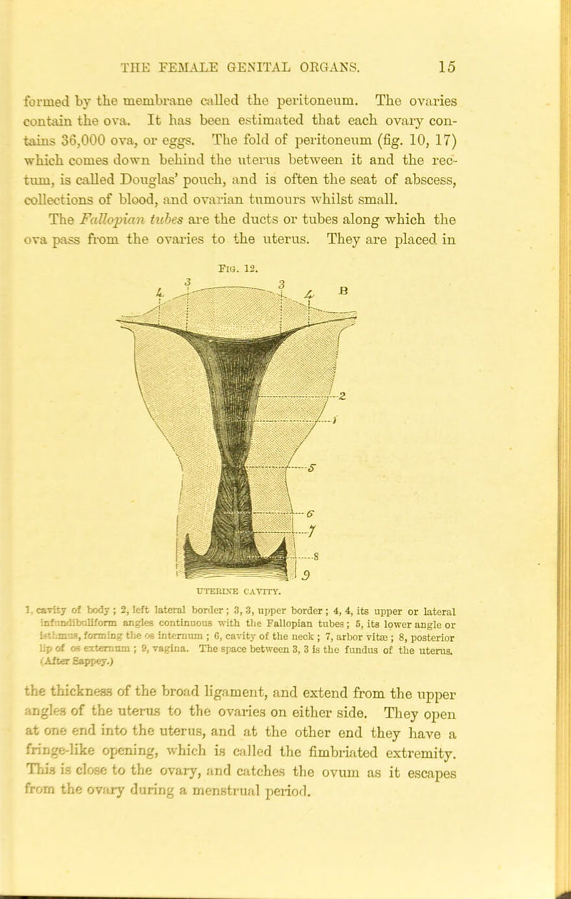 formed by the membrane called the peritoneum. The ovaries contain the ova. It has been estimated that each ovary con- tains 36,000 ova, or eggs. The fold of peritoneum (fig. 10, 17) which comes down behind the uterus between it and the rec- tum, is called Douglas’ pouch, and is often the seat of abscess, collections of blood, and ovarian tumours whilst small. The Fallopian tubes are the ducts or tubes along which the ova pass from the ovaries to the uterus. They are placed in Fig. 12. 1. cavity of body ; 2, left lateral border ; 3, 3, upper border; 4, 4, its upper or lateral infnndiboliform angles continuous with the Fallopian tubes; 5, its lower angle or isthmus, forming the os internum ; 6, cavity of the neck; 7, arbor vita:; 8, posterior lip of os externum ; 9, vagina. The space between 3, 3 is the fundus of the uterus. (After Sappey.) the thickness of the broad ligament, and extend from the upper angles of the uterus to the ovaries on either side. They open at one end into the uterus, and at the other end they have a fringe-like opening, which is called the fimbriated extremity. This is close to the ovary, and catches the ovum as it escapes from the ovary during a menstrual period.