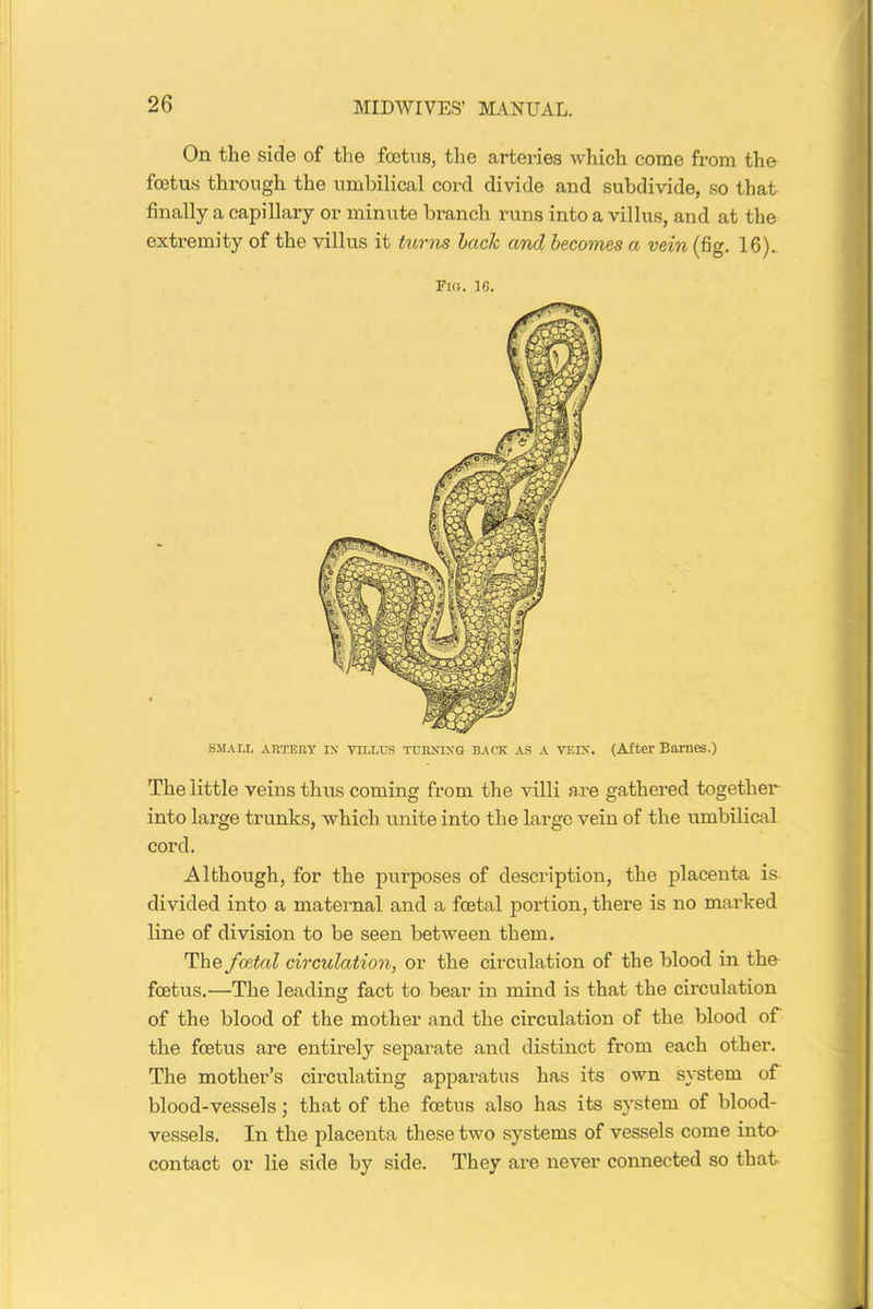 On the side of the foetus, the arteries which come from the foetus through the umbilical cord divide and subdivide, so that finally a capillary or minute branch runs into a villus, and at the extremity of the villus it turns hack and becomes a vein (fig. 16).. Fig. 1G. small artery ix villus TURNING back as a VEIN. (After Barnes.) The little veins thus coming from the villi are gathered together into large trunks, which unite into the large vein of the umbilical cord. Although, for the purposes of description, the placenta is divided into a maternal and a foetal portion, there is no marked line of division to be seen between them. The foetal circulation, or the circulation of the blood in the foetus.—The leading fact to bear in mind is that the circulation of the blood of the mother and the circulation of the blood of the foetus are entirely separate and distinct from each other. The mother’s circulating apparatus has its own system of blood-vessels; that of the foetus also has its system of blood- vessels. In the placenta these two systems of vessels come into contact or lie side by side. They are never connected so that