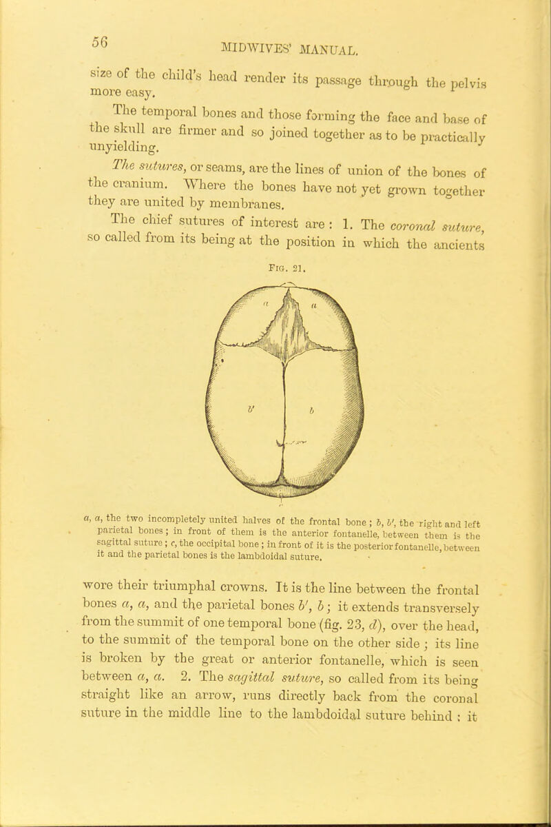 size of the child’s head render its passage through the pelvis more easy. 1 The temporal bones and those forming the face and base of the skull are firmer and so joined together as to be practically unyielding. J The sutures, or seams, are the lines of union of the bones of the cranium. TV here the bones have not yet grown together they are united by membranes. The chief sutures of interest are : 1. The coronal suture, so called from its being at the position in which the ancients Fig. 21. a, a, the two incompletely united halves oE the frontal bone ; 6, l', the right and left parietal bones ; in front of them is the anterior foutanelle, between them is the sagittal suture; c, the occipital bone; in front of it is the posterior fontanelle, between it and the parietal bones is the lainbdoidal suture. wore their triumphal crowns. Tt is the line between the frontal bones a, a, and the parietal bones h', 5 j it extends transversely from the summit of one temporal bone (fig. 23, cl), over the head, to the summit of the temporal bone on the other side ; its line is broken by the great or anterior fontanelle, which is seen between a, a. 2. The sagittal suture, so called from its being straight like an arrow, runs directly back from the coronal suture in the middle line to the lambdoidal suture behind : it