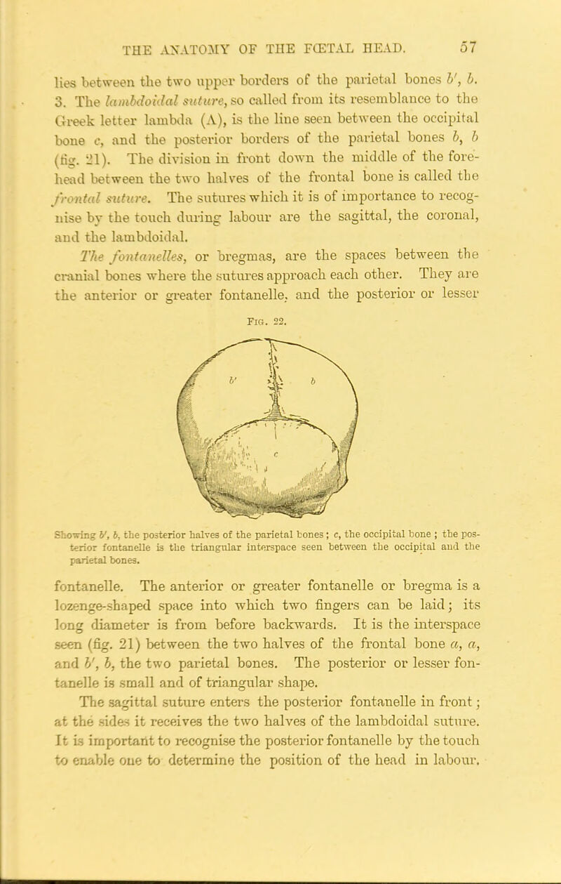 lies between the two upper borders of the parietal bones V, b. 3. The lambdoidal suture, so called from its resemblance to the Greek letter lambda (A), is the line seen between the occipital bone c, and the posterior borders of the parietal bones b, b (tig. ill). The division in front down the middle of the fore- head between the two halves of the frontal bone is called the fronted suture. The sutures which it is of importance to recog- nise by the touch during labour are the sagittal, the coronal, and the lambdoidal. I'be fontanelles, or bregmas, are the spaces between the cranial bones where the sutures approach each other. They are the anterior or greater fontanelle. and the posterior or lesser Fig. 22. Showing V, b, the posterior halves of the parietal bones; c, the occipital bone ; the pos- terior fontanelle is the triangular interspace seen between the occipital and the parietal bones. fontanelle. The anterior or greater fontanelle or bregma is a lozenge-shaped space into which two fingers can be laid; its long diameter is from before backwards. It is the interspace seen (fig. 21) between the two halves of the frontal bone a, a, and V, b, the two parietal bones. The posterior or lesser fon- tanelle is small and of triangular shape. The sagittal suture enters the posterior fontanelle in front; at the sides it receives the two halves of the lambdoidal suture. It is importaiit to recognise the posterior fontanelle by the touch to enable one to determine the position of the head in labour.