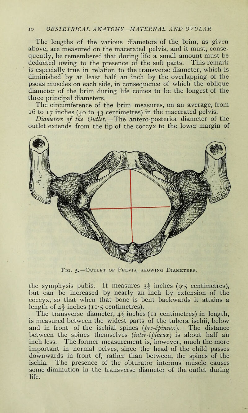 The lengths of the various diameters of the brim, as given above, are measured on the macerated pelvis, and it must, conse- quently, be remembered that during life a small amount must be deducted owing to the presence of the soft parts. This remark is especially true in relation to the transverse diameter, which is diminished by at least half an inch by the overlapping of the psoas muscles on each side, in consequence of which the oblique diameter of the brim during life comes to be the longest of the three principal diameters. The circumference of the brim measures, on an average, from 16 to 17 inches (40 to 43 centimetres) in the macerated pelvis. Diameters of the Outlet.—The antero-posterior diameter of the outlet extends from the tip of the coccyx to the lower margin of the symphysis pubis. It measures 34 inches (9-5 centimetres), but can be increased by nearly an inch by extension of the coccyx, so that when that bone is bent backwards it attains a length of 4f inches (11-5 centimetres). The transverse diameter, 4§ inches (11 centimetres) in length, is measured between the widest parts of the tubera ischii, below and in front of the ischial spines (pre-epineux). The distance between the spines themselves (inter-epineux) is about half an inch less. The former measurement is, however, much the more important in normal pelves, since the head of the child passes downwards in front of, rather than between, the spines of the ischia. The presence of the obturator internus muscle causes some diminution in the transverse diameter of the outlet during life.