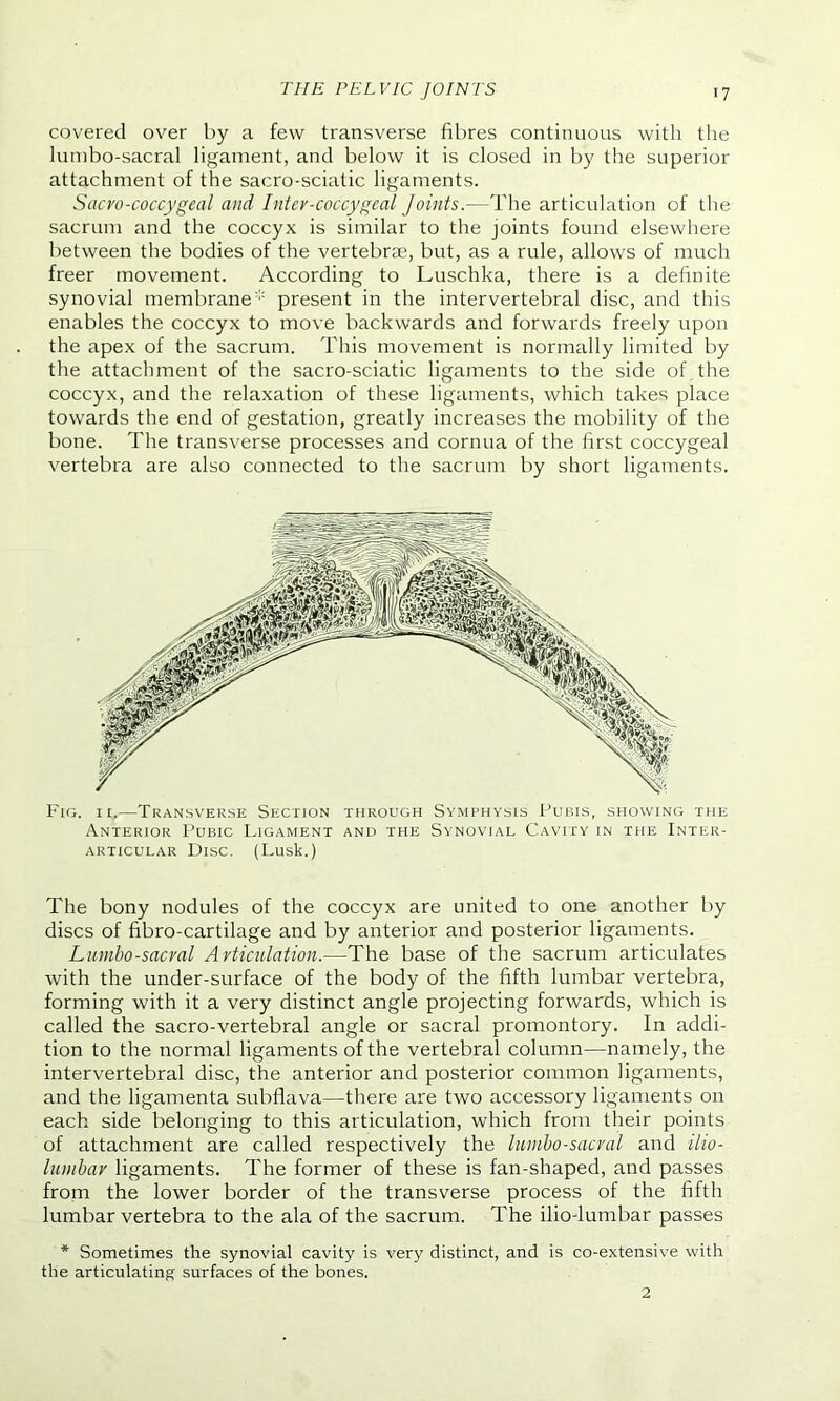 covered over by a few transverse fibres continuous with the lumbo-sacral ligament, and below it is closed in by the superior attachment of the sacro-sciatic ligaments. Sacro-coccygeal and Inter-coccygeal Joints.—The articulation of the sacrum and the coccyx is similar to the joints found elsewhere between the bodies of the vertebrae, but, as a rule, allows of much freer movement. According to Luschka, there is a definite synovial membrane1 present in the intervertebral disc, and this enables the coccyx to move backwards and forwards freely upon the apex of the sacrum. This movement is normally limited by the attachment of the sacro-sciatic ligaments to the side of the coccyx, and the relaxation of these ligaments, which takes place towards the end of gestation, greatly increases the mobility of the bone. The transverse processes and cornua of the first coccygeal vertebra are also connected to the sacrum by short ligaments. Fig. n,—Transverse Section through Symphysis Pubis, showing the Anterior Pubic Ligament and the Synovial Cavity in the Inter- articular Disc. (Lusk.) The bony nodules of the coccyx are united to one another by discs of fibro-cartilage and by anterior and posterior ligaments. Lumbo-sacral Articulation.—The base of the sacrum articulates with the under-surface of the body of the fifth lumbar vertebra, forming with it a very distinct angle projecting forwards, which is called the sacro-vertebral angle or sacral promontory. In addi- tion to the normal ligaments of the vertebral column—namely, the intervertebral disc, the anterior and posterior common ligaments, and the ligamenta subflava—there are two accessory ligaments on each side belonging to this articulation, which from their points of attachment are called respectively the lumbo-sacral and ilio- lumbar ligaments. The former of these is fan-shaped, and passes from the lower border of the transverse process of the fifth lumbar vertebra to the ala of the sacrum. The ilio-lumbar passes * Sometimes the synovial cavity is very distinct, and is co-extensive with the articulating surfaces of the bones. 2