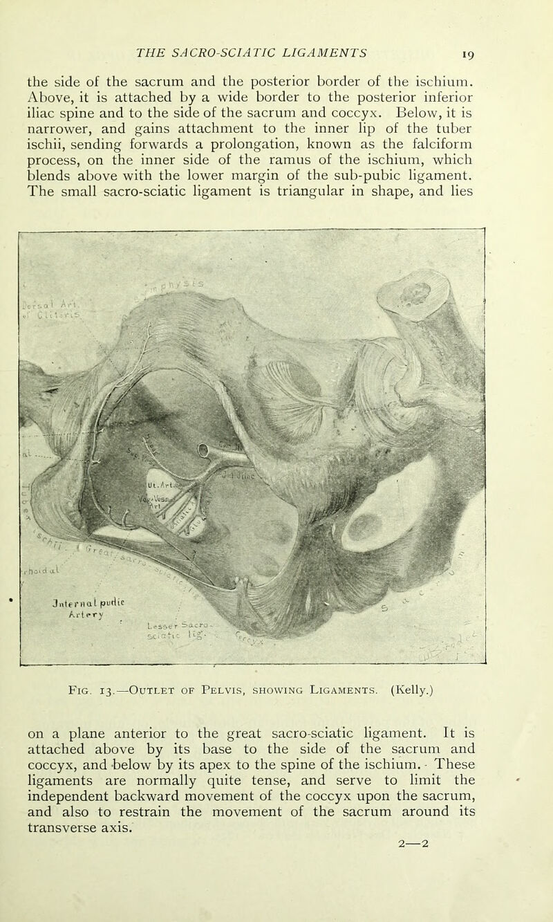 THE SACRO-SCIATIC LIGAMENTS the side of the sacrum and the posterior border of the ischium. Above, it is attached by a wide border to the posterior inferior iliac spine and to the side of the sacrum and coccyx. Below, it is narrower, and gains attachment to the inner lip of the tuber ischii, sending forwards a prolongation, known as the falciform process, on the inner side of the ramus of the ischium, which blends above with the lower margin of the sub-pubic ligament. The small sacro-sciatic ligament is triangular in shape, and lies Fig. 13.—Outlet of Pelvis, showing Ligaments. (Kelly.) on a plane anterior to the great sacro-sciatic ligament. It is attached above by its base to the side of the sacrum and coccyx, and below by its apex to the spine of the ischium. • These ligaments are normally quite tense, and serve to limit the independent backward movement of the coccyx upon the sacrum, and also to restrain the movement of the sacrum around its transverse axis. 2—2