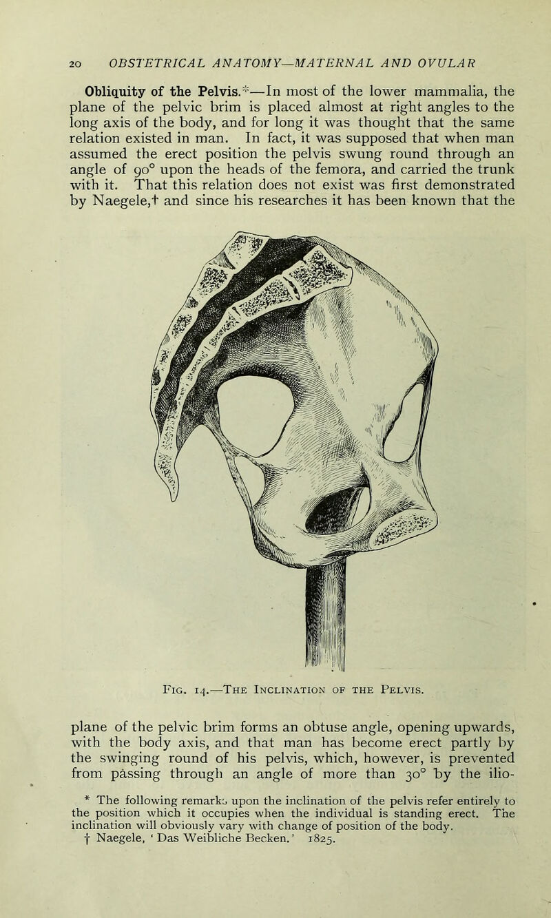Obliquity of the Pelvis.*—In most of the lower mammalia, the plane of the pelvic brim is placed almost at right angles to the long axis of the body, and for long it was thought that the same relation existed in man. In fact, it was supposed that when man assumed the erect position the pelvis swung round through an angle of 90° upon the heads of the femora, and carried the trunk with it. That this relation does not exist was first demonstrated by Naegele,t and since his researches it has been known that the Fig. 14.—The Inclination of the Pelvis. plane of the pelvic brim forms an obtuse angle, opening upwards, with the body axis, and that man has become erect partly by the swinging round of his pelvis, which, however, is prevented from passing through an angle of more than 30° by the ilio- * The following remarks upon the inclination of the pelvis refer entirely to the position which it occupies when the individual is standing erect. The inclination will obviously vary with change of position of the body, f Naegele, ‘ Das Weibliche Becken. ’ 1825.