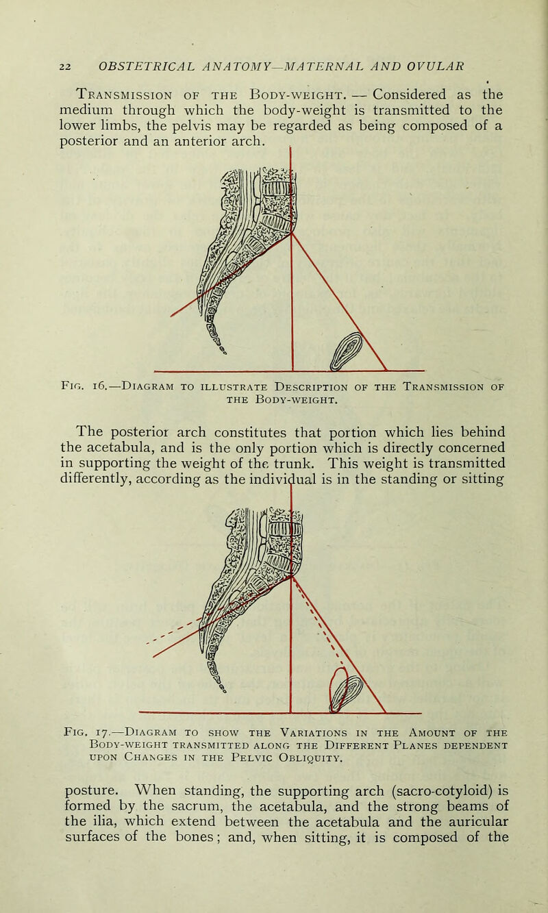 Transmission of the Body-weight. — Considered as the medium through which the body-weight is transmitted to the lower limbs, the pelvis may be regarded as being composed of a Fig. 16.—Diagram to illustrate Description of the Transmission of the Body-weight. The posterior arch constitutes that portion which lies behind the acetabula, and is the only portion which is directly concerned in supporting the weight of the trunk. This weight is transmitted Fig. 17.—Diagram to show the Variations in the Amount of the Body-weight transmitted along the Different Planes dependent upon Changes in the Pelvic Obliquity. posture. When standing, the supporting arch (sacro-cotyloid) is formed by the sacrum, the acetabula, and the strong beams of the ilia, which extend between the acetabula and the auricular surfaces of the bones; and, when sitting, it is composed of the
