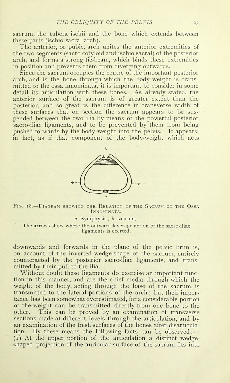 sacrum, the tubera ischii and the bone which extends between these parts (ischio-sacral arch). The anterior, or pubic, arch unites the anterior extremities of the two segments (sacro-cotyloid and ischio-sacral) of the posterior arch, and forms a strong tie-beam, which binds these extremities in position and prevents them from diverging outwards. Since the sacrum occupies the centre of the important posterior arch, and is the bone through which the body-weight is trans- mitted to the ossa mnominata, it is important to consider in some detail its articulation with these bones. As already stated, the anterior surface of the sacrum is of greater extent than the posterior, and so great is the difference in transverse width of these surfaces that on section the sacrum appears to be sus- pended between the two ilia by means of the powerful posterior sacro-iliac ligaments, and to be prevented by them from being pushed forwards by the body-weight into the pelvis. It appears, in fact, as if that component of the body-weight which acts b Fig. 18.—Diagram showing the Relation of the Sacrum to the Ossa Innominata. a, Symphysis ; b, sacrum. The arrows show where the outward leverage action of the sacro-iliac ligaments is exerted. downwards and forwards in the plane of the pelvic brim is, on account of the inverted wedge-shape of the sacrum, entirely counteracted by the posterior sacro-iliac ligaments, and trans- mitted by their pull to the ilia. Without doubt these ligaments do exercise an important func- tion in this manner, and are the chief media through which the weight of the body, acting through the base of the sacrum, is transmitted to the lateral portions of the arch ; but their impor- tance has been somewhat overestimated, for a considerable portion of the weight can be transmitted directly from one bone to the other. This can be proved by an examination of transverse sections made at different levels through the articulation, and by an examination of the fresh surfaces of the bones after disarticula- tion. By these means the following facts can be observed :— (i) At the upper portion of the articulation a distinct wedge shaped projection of the auricular surface of the sacrum fits into