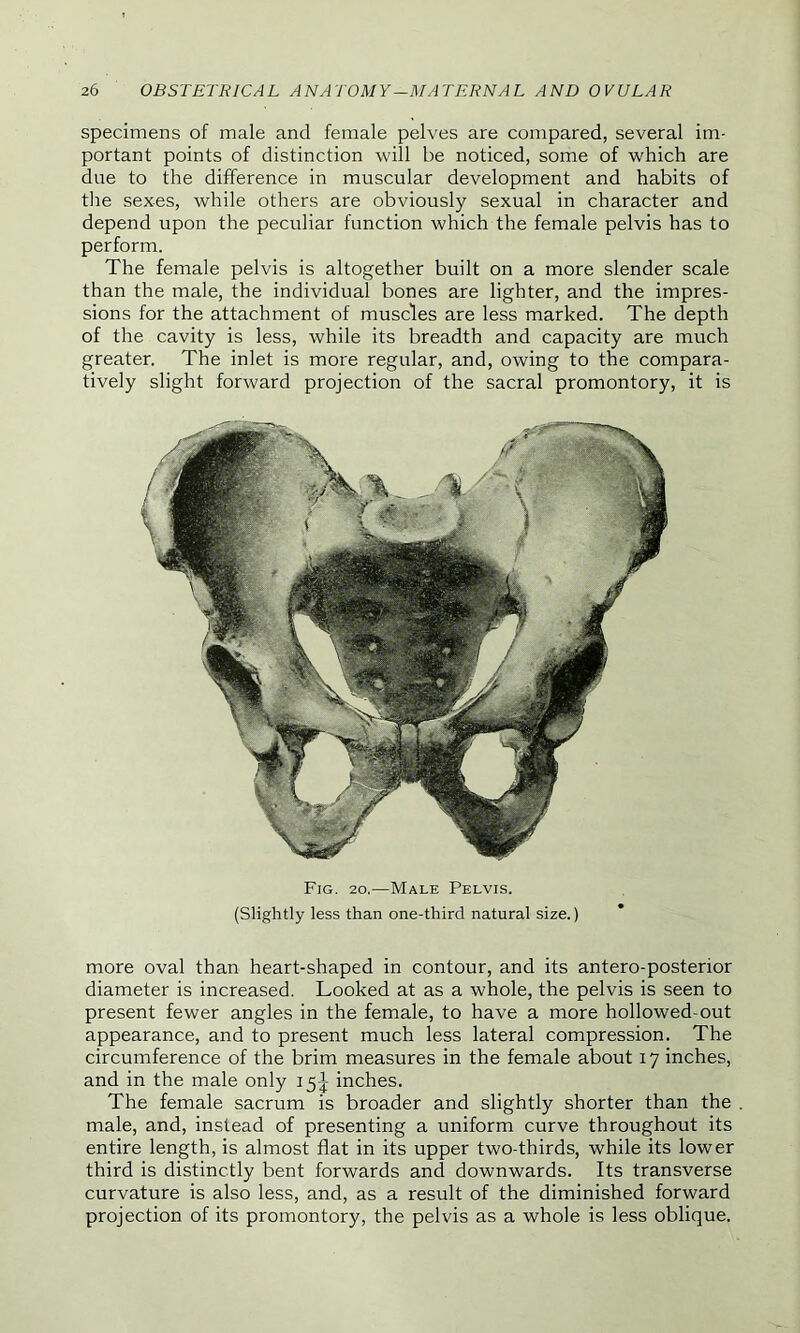 specimens of male and female pelves are compared, several im- portant points of distinction will be noticed, some of which are due to the difference in muscular development and habits of the sexes, while others are obviously sexual in character and depend upon the peculiar function which the female pelvis has to perform. The female pelvis is altogether built on a more slender scale than the male, the individual bones are lighter, and the impres- sions for the attachment of muscles are less marked. The depth of the cavity is less, while its breadth and capacity are much greater. The inlet is more regular, and, owing to the compara- tively slight forward projection of the sacral promontory, it is Fig. 20,—Male Pelvis. (Slightly less than one-third natural size.) more oval than heart-shaped in contour, and its antero-posterior diameter is increased. Looked at as a whole, the pelvis is seen to present fewer angles in the female, to have a more hollowed-out appearance, and to present much less lateral compression. The circumference of the brim measures in the female about 17 inches, and in the male only 15J inches. The female sacrum is broader and slightly shorter than the . male, and, instead of presenting a uniform curve throughout its entire length, is almost flat in its upper two-thirds, while its lower third is distinctly bent forwards and downwards. Its transverse curvature is also less, and, as a result of the diminished forward projection of its promontory, the pelvis as a whole is less oblique.
