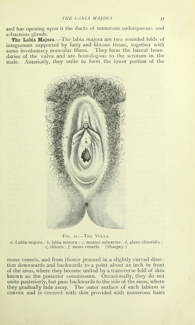 and has opening upon it the ducts of numerous sudoriparous and sebaceous glands. The Labia Majora.—The labia majora are two rounded folds of integument supported by fatty and fibrous tissue, together with some involuntary muscular fibres. They form the lateral boun- daries of the vulva and are homologous to the scrotum in the male. Anteriorly, they unite to form the lower portion of the Fig. 21.—The Vulva. a, Labia majora ; b, labia minora ; c, meatus urinarius; d, glans clitoridis ; e, clitoris; /, mons veneris. (Sharpey.) mons veneris, and from thence proceed in a slightly curved direc- tion downwards and backwards to a point about an inch in front of the anus, where they become united by a transverse fold of skin known as the posterior commissure. Occasionally, they do not unite posteriorly, but pass backwards to the side of the anus, where they gradually fade away. The outer surface of each labium is convex and is covered with skin provided with numerous hairs