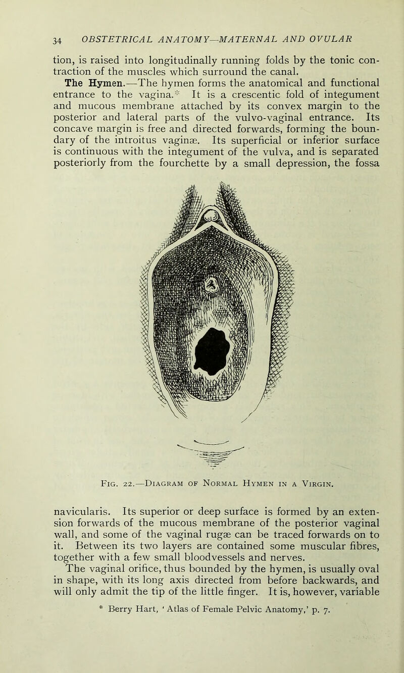 tion, is raised into longitudinally running folds by the tonic con- traction of the muscles which surround the canal. The Hymen.—The hymen forms the anatomical and functional entrance to the vagina.* It is a crescentic fold of integument and mucous membrane attached by its convex margin to the posterior and lateral parts of the vulvo-vaginal entrance. Its concave margin is free and directed forwards, forming the boun- dary of the introitus vaginae. Its superficial or inferior surface is continuous with the integument of the vulva, and is separated posteriorly from the fourchette by a small depression, the fossa Fig. 22.—Diagram of Normal Hymen in a Virgin. navicularis. Its superior or deep surface is formed by an exten- sion forwards of the mucous membrane of the posterior vaginal wall, and some of the vaginal rugae can be traced forwards on to it. Between its two layers are contained some muscular fibres, together with a few small bloodvessels and nerves. The vaginal orifice, thus bounded by the hymen, is usually oval in shape, with its long axis directed from before backwards, and will only admit the tip of the little finger. It is, however, variable * Berry Hart, ' Atlas of Female Pelvic Anatomy,’ p. 7.