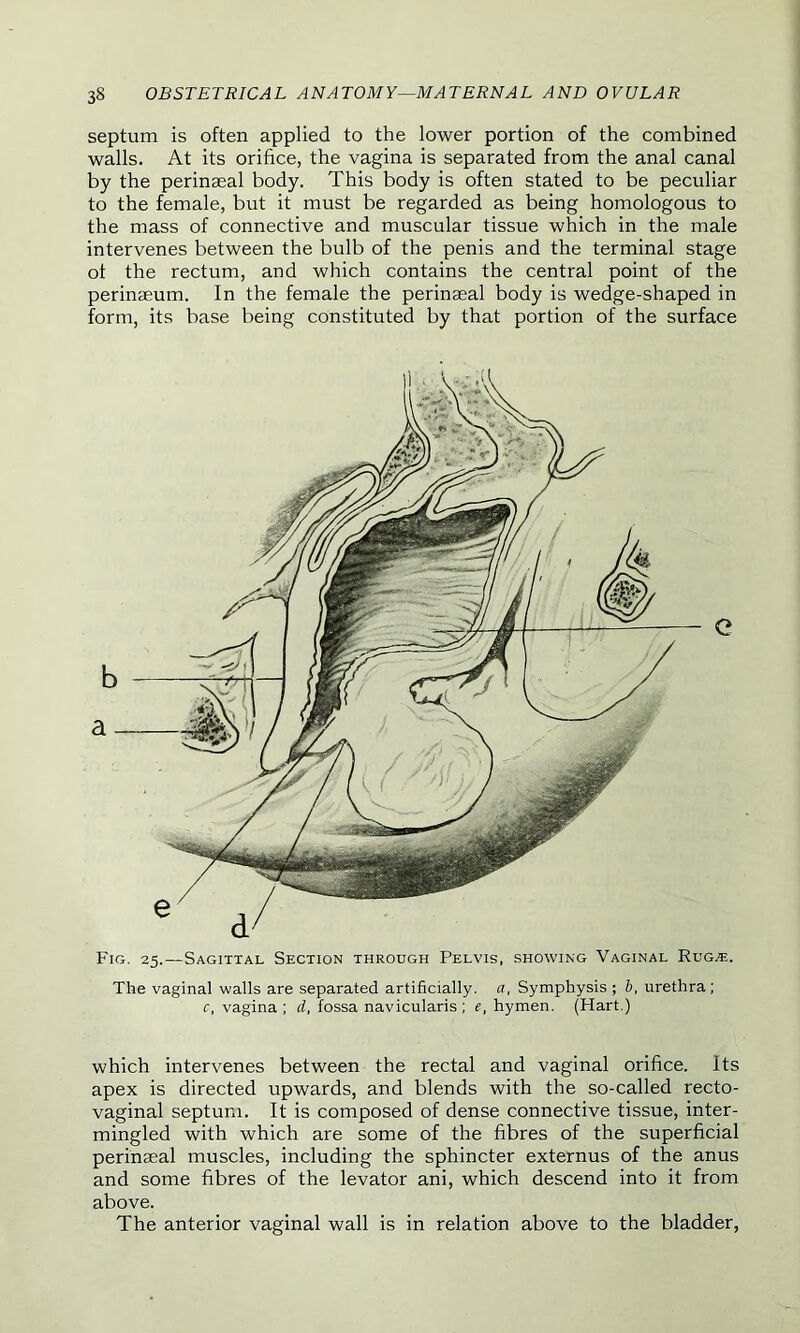 septum is often applied to the lower portion of the combined walls. At its orifice, the vagina is separated from the anal canal by the perinseal body. This body is often stated to be peculiar to the female, but it must be regarded as being homologous to the mass of connective and muscular tissue which in the male intervenes between the bulb of the penis and the terminal stage ot the rectum, and which contains the central point of the perinseum. In the female the perinseal body is wedge-shaped in form, its base being constituted by that portion of the surface e Fig. 25.—Sagittal Section through Pelvis, showing Vaginal Rug*. The vaginal walls are separated artificially, a, Symphysis ; b, urethra ; c, vagina ; dl, fossa navicularis ; e, hymen. (Hart.) which intervenes between the rectal and vaginal orifice. Its apex is directed upwards, and blends with the so-called recto- vaginal septum. It is composed of dense connective tissue, inter- mingled with which are some of the fibres of the superficial perinseal muscles, including the sphincter externus of the anus and some fibres of the levator ani, which descend into it from above. The anterior vaginal wall is in relation above to the bladder,
