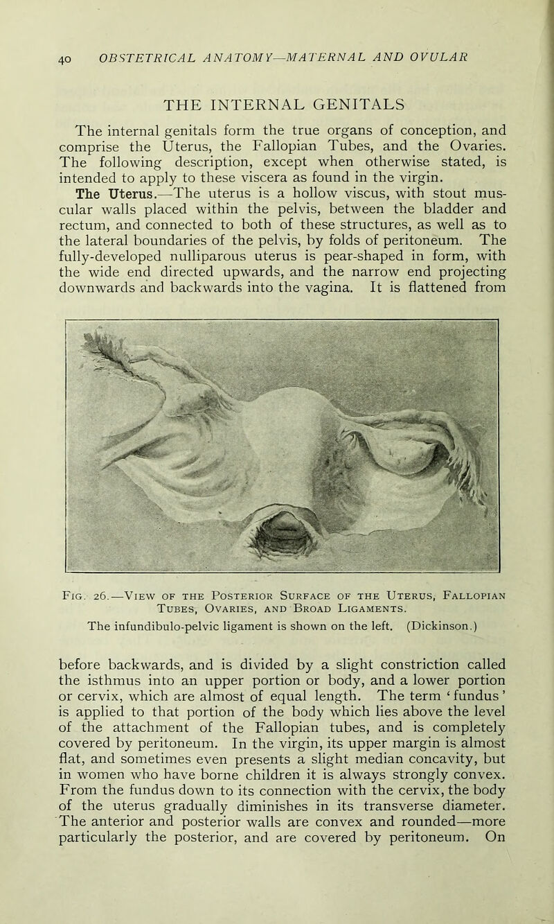 THE INTERNAL GENITALS The internal genitals form the true organs of conception, and comprise the Uterus, the Fallopian Tubes, and the Ovaries. The following description, except when otherwise stated, is intended to apply to these viscera as found in the virgin. The Uterus.—The uterus is a hollow viscus, with stout mus- cular walls placed within the pelvis, between the bladder and rectum, and connected to both of these structures, as well as to the lateral boundaries of the pelvis, by folds of peritoneum. The fully-developed nulliparous uterus is pear-shaped in form, with the wide end directed upwards, and the narrow end projecting downwards and backwards into the vagina. It is flattened from Fig. 26.—View of the Posterior Surface of the Uterus, Fallopian Tubes, Ovaries, and Broad Ligaments. The intundibulo-pelvic ligament is shown on the left. (Dickinson.) before backwards, and is divided by a slight constriction called the isthmus into an upper portion or body, and a lower portion or cervix, which are almost of equal length. The term ‘fundus’ is applied to that portion of the body which lies above the level of the attachment of the Fallopian tubes, and is completely covered by peritoneum. In the virgin, its upper margin is almost flat, and sometimes even presents a slight median concavity, but in women who have borne children it is always strongly convex. From the fundus down to its connection with the cervix, the body of the uterus gradually diminishes in its transverse diameter. The anterior and posterior walls are convex and rounded—more particularly the posterior, and are covered by peritoneum. On