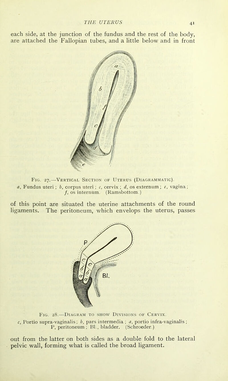 THE UTERUS 4 each side, at the junction of the fundus and the rest of the body, are attached the Fallopian tubes, and a little below and in front Fig. 27.—Vertical Section of Uterus (Diagrammatic). a, Fundus uteri ; b, corpus uteri; c, cervix ; d, os externum; e, vagina; /, os internum. (Ramsbottom.) of this point are situated the uterine attachments of the round ligaments. The peritoneum, which envelops the uterus, passes Fig. 28.—Diagram to show Divisions of Cervix. c, Portio supra-vaginalis ; b, pars intermedia ; a, portio infra-vaginalis ; P, peritoneum ; Bl., bladder. (Schroeder.) out from the latter on both sides as a double fold to the lateral pelvic wall, forming what is called the broad ligament.
