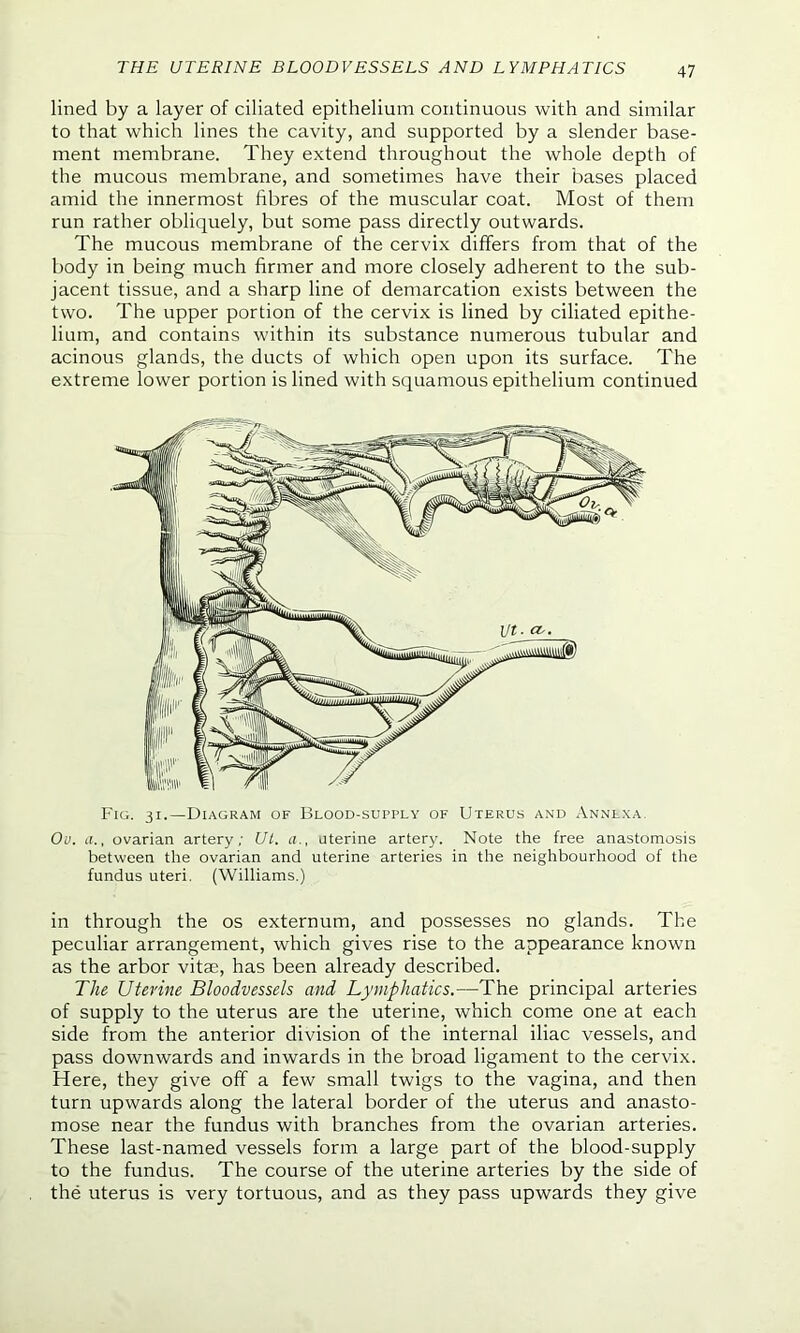 THE UTERINE BLOODVESSELS AND LYMPHATICS lined by a layer of ciliated epithelium continuous with and similar to that which lines the cavity, and supported by a slender base- ment membrane. They extend throughout the whole depth of the mucous membrane, and sometimes have their bases placed amid the innermost fibres of the muscular coat. Most of them run rather obliquely, but some pass directly outwards. The mucous membrane of the cervix differs from that of the body in being much firmer and more closely adherent to the sub- jacent tissue, and a sharp line of demarcation exists between the two. The upper portion of the cervix is lined by ciliated epithe- lium, and contains within its substance numerous tubular and acinous glands, the ducts of which open upon its surface. The extreme lower portion is lined with squamous epithelium continued Fig. 31.—-Diagram of Blood-supply of Uterus and Annlxa. Ov. a., ovarian artery; Ut. a., uterine artery. Note the free anastomosis between the ovarian and uterine arteries in the neighbourhood of the fundus uteri. (Williams.) in through the os externum, and possesses no glands. The peculiar arrangement, which gives rise to the appearance known as the arbor vitae, has been already described. The Uterine Bloodvessels and Lymphatics.—The principal arteries of supply to the uterus are the uterine, which come one at each side from the anterior division of the internal iliac vessels, and pass downwards and inwards in the broad ligament to the cervix. Here, they give off a few small twigs to the vagina, and then turn upwards along the lateral border of the uterus and anasto- mose near the fundus with branches from the ovarian arteries. These last-named vessels form a large part of the blood-supply to the fundus. The course of the uterine arteries by the side of the uterus is very tortuous, and as they pass upwards they give