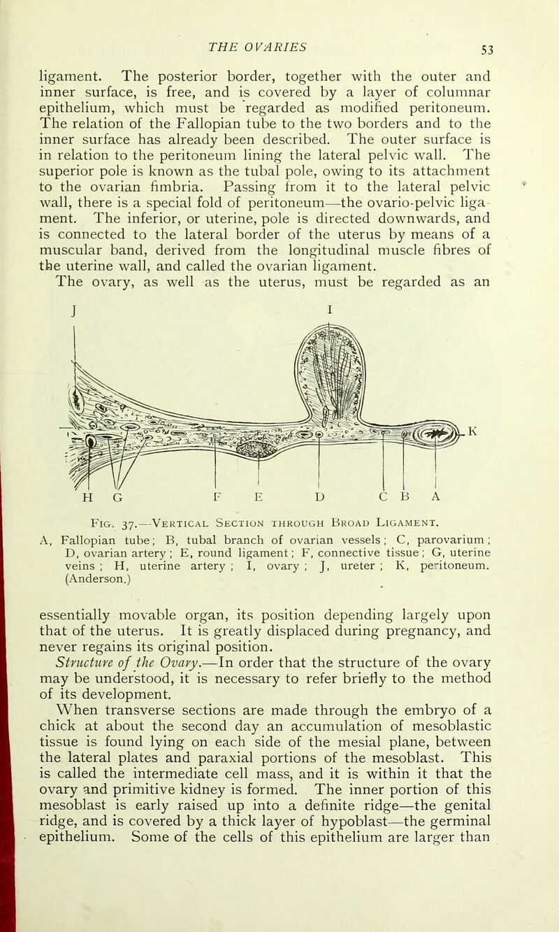 ligament. The posterior border, together with the outer and inner surface, is free, and is covered by a layer of columnar epithelium, which must be regarded as modified peritoneum. The relation of the Fallopian tube to the two borders and to the inner surface has already been described. The outer surface is in relation to the peritoneum lining the lateral pelvic wall. The superior pole is known as the tubal pole, owing to its attachment to the ovarian fimbria. Passing from it to the lateral pelvic wall, there is a special fold of peritoneum—the ovario-pelvic liga ment. The inferior, or uterine, pole is directed downwards, and is connected to the lateral border of the uterus by means of a muscular band, derived from the longitudinal muscle fibres of the uterine wall, and called the ovarian ligament. The ovary, as well as the uterus, must be regarded as an J I K Fig. 37.—Vertical Section through Broad Ligament. A, Fallopian tube; B, tubal branch of ovarian vessels; C, parovarium; D, ovarian artery; E, round ligament; F, connective tissue; G, uterine veins ; H, uterine artery ; I, ovary ; J, ureter ; K, peritoneum. (Anderson.) essentially movable organ, its position depending largely upon that of the uterus. It is greatly displaced during pregnancy, and never regains its original position. Structure of the Ovary—In order that the structure of the ovary may be understood, it is necessary to refer briefly to the method of its development. When transverse sections are made through the embryo of a chick at about the second day an accumulation of mesoblastic tissue is found lying on each side of the mesial plane, between the lateral plates and paraxial portions of the mesoblast. This is called the intermediate cell mass, and it is within it that the ovary and primitive kidney is formed. The inner portion of this mesoblast is early raised up into a definite ridge—the genital ridge, and is covered by a thick layer of hypoblast—the germinal epithelium. Some of the cells of this epithelium are larger than